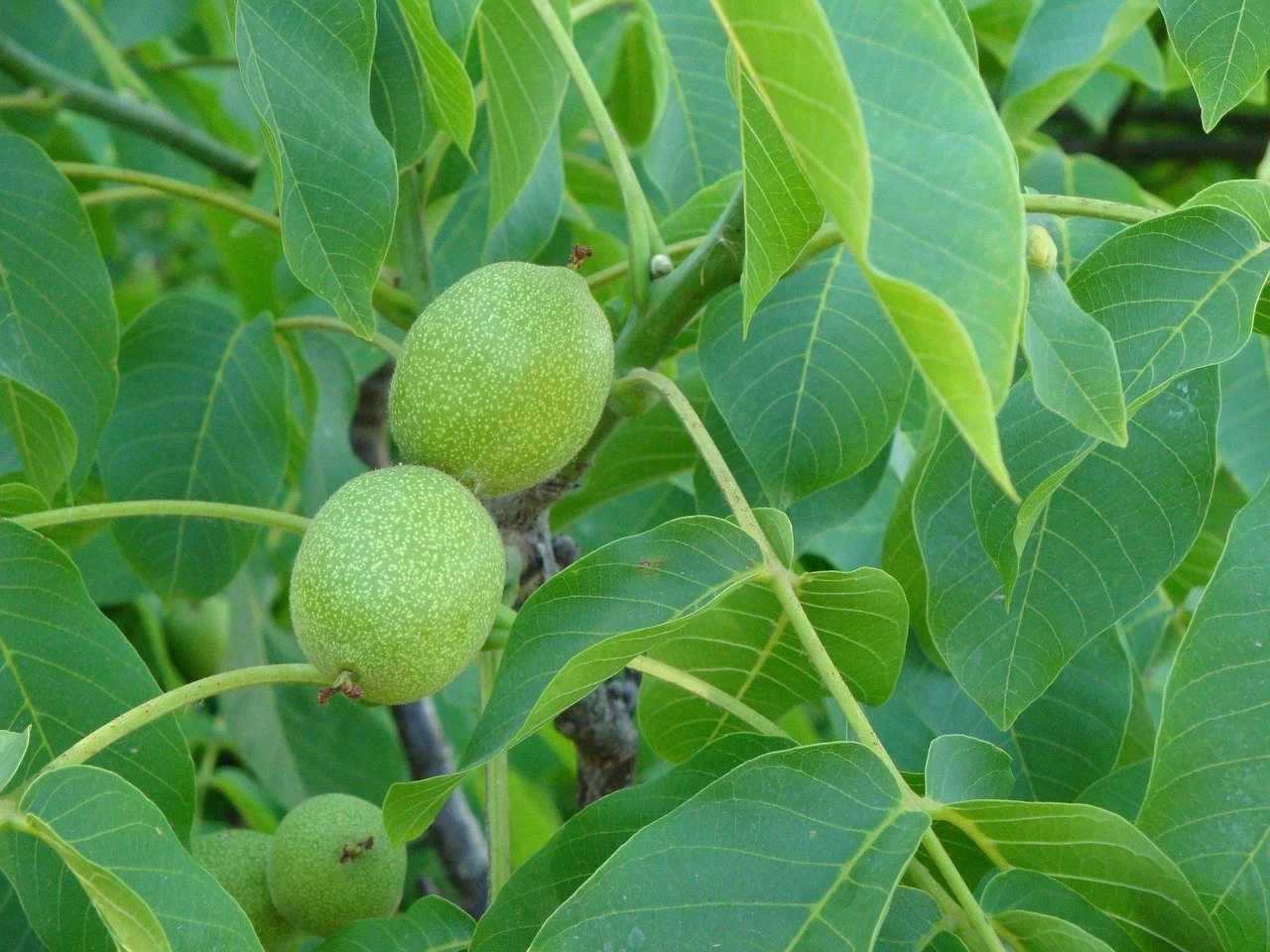 walnut-tree-1127686_1280.jpg