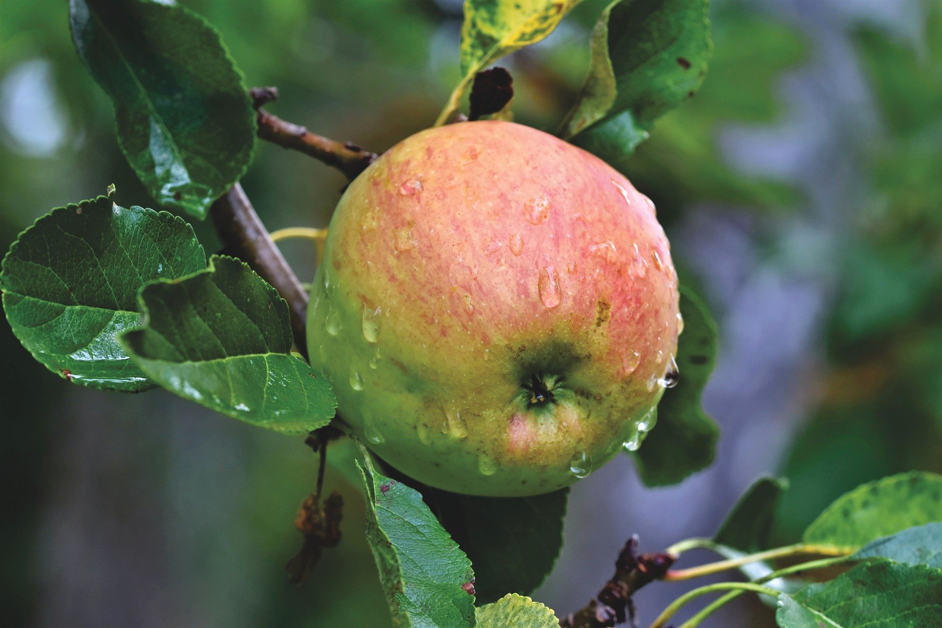 apple-tree-5505152_1920.jpg