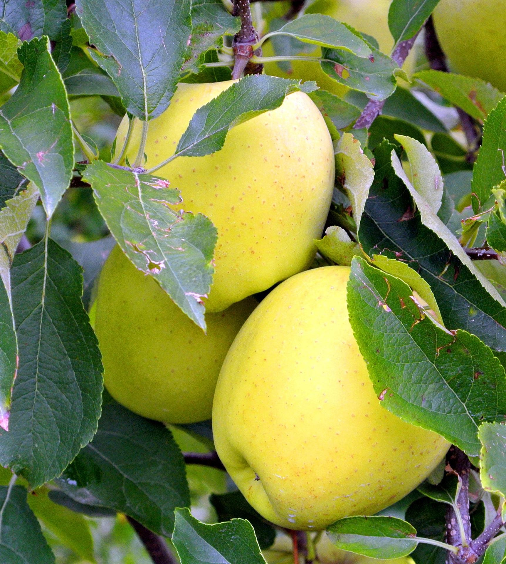 apple-3928612_1920.jpg