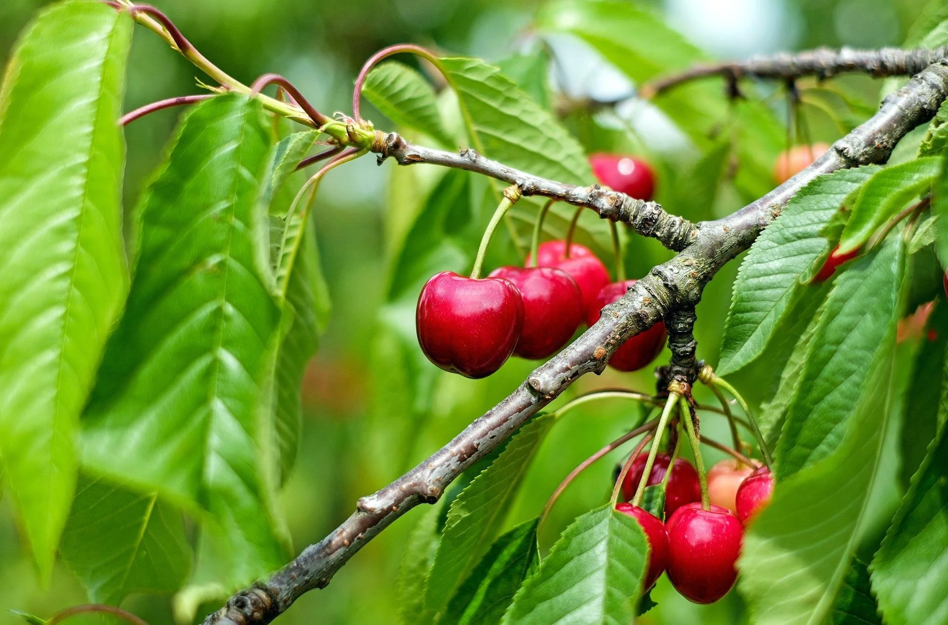 cherry-1437707_1920.jpg