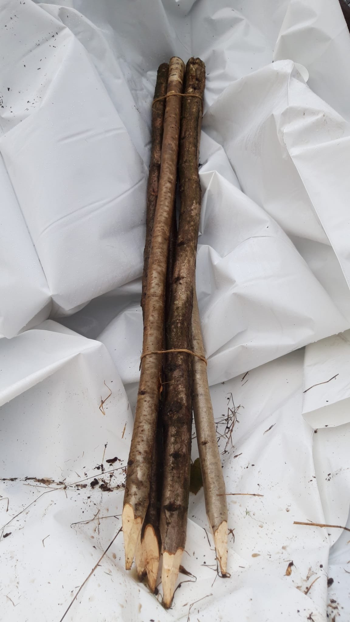 Hazel stake 5ft
