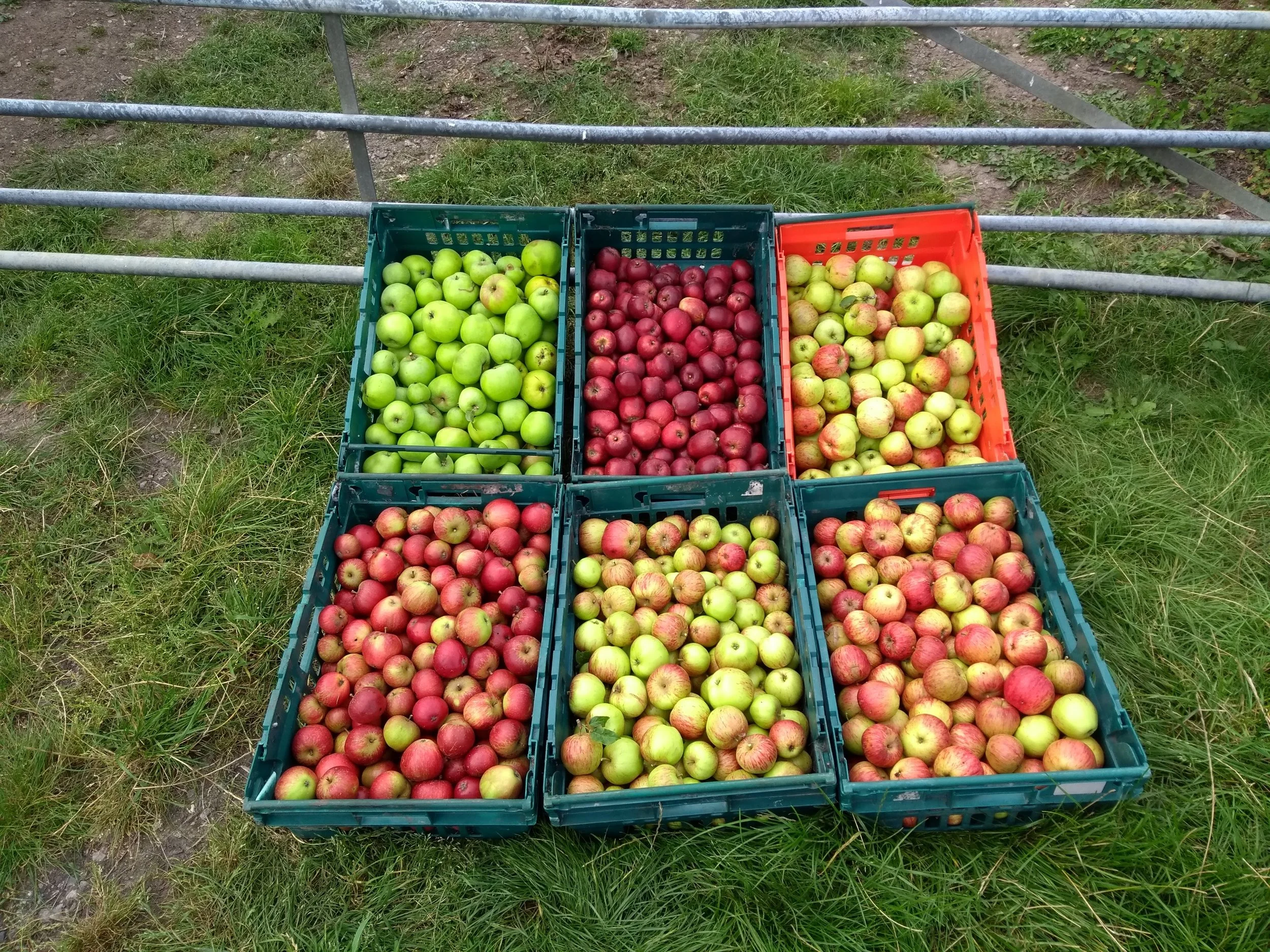 What to Do With All These Apples? Shipley