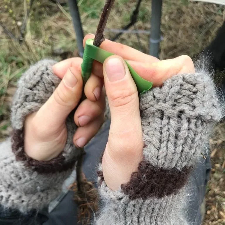 Make Your Own Apple Trees: Bench Grafting