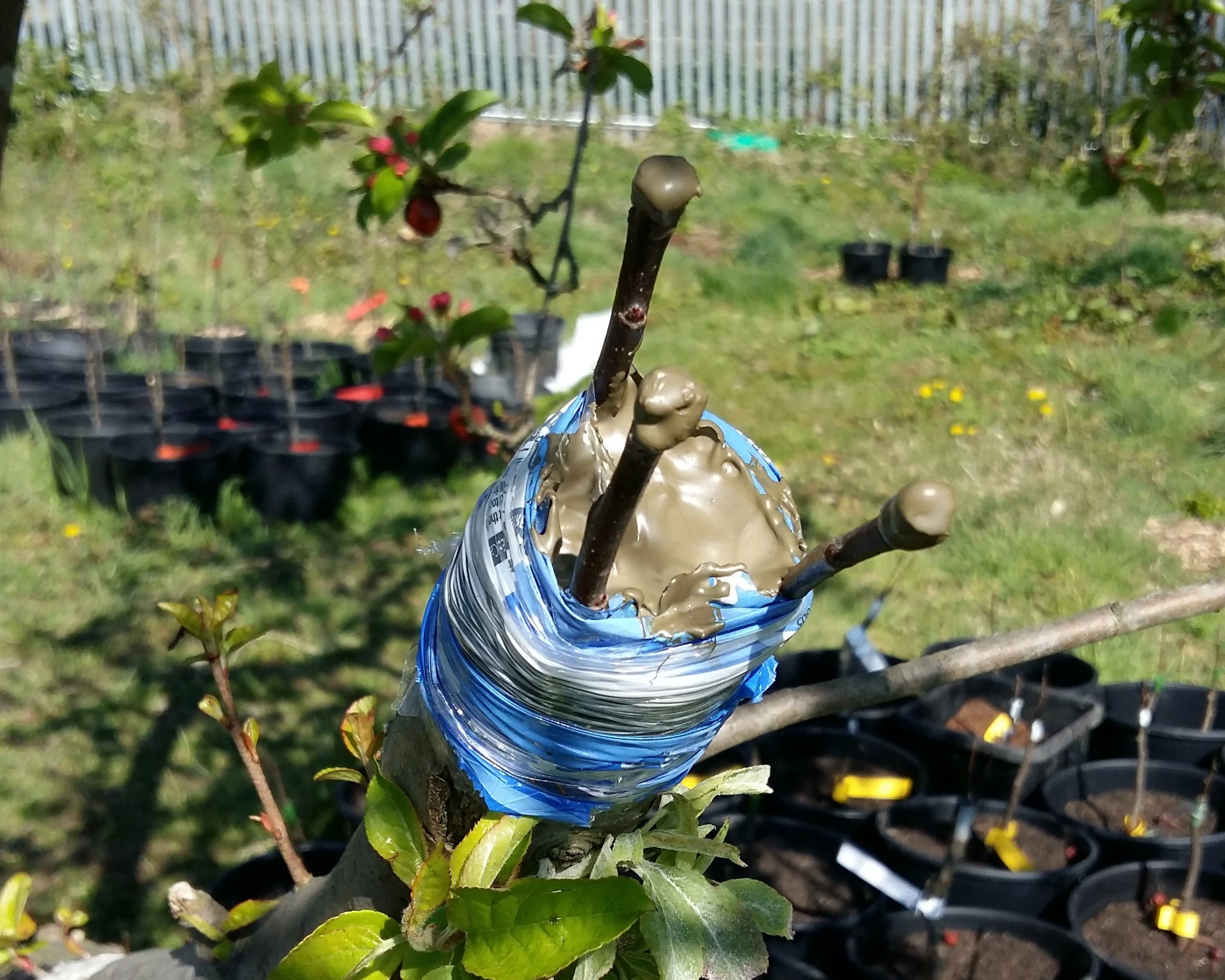 Top Grafting: Learn How to Grow Multiple Fruit Varieties on One Tree