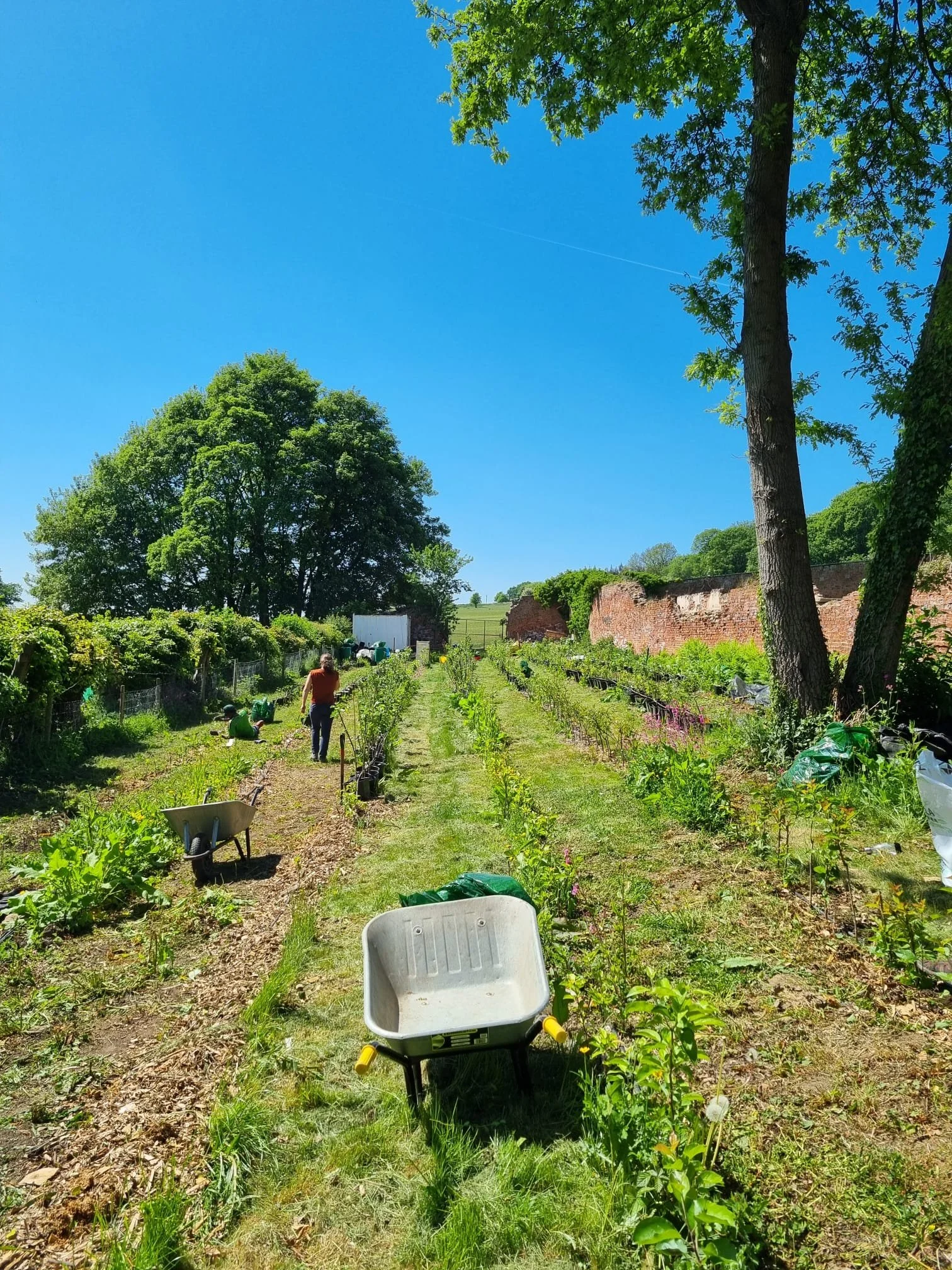Tree nursery volunteer day - October 2026