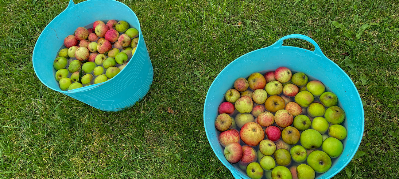 Community Apple Day at Denis Healey Centre