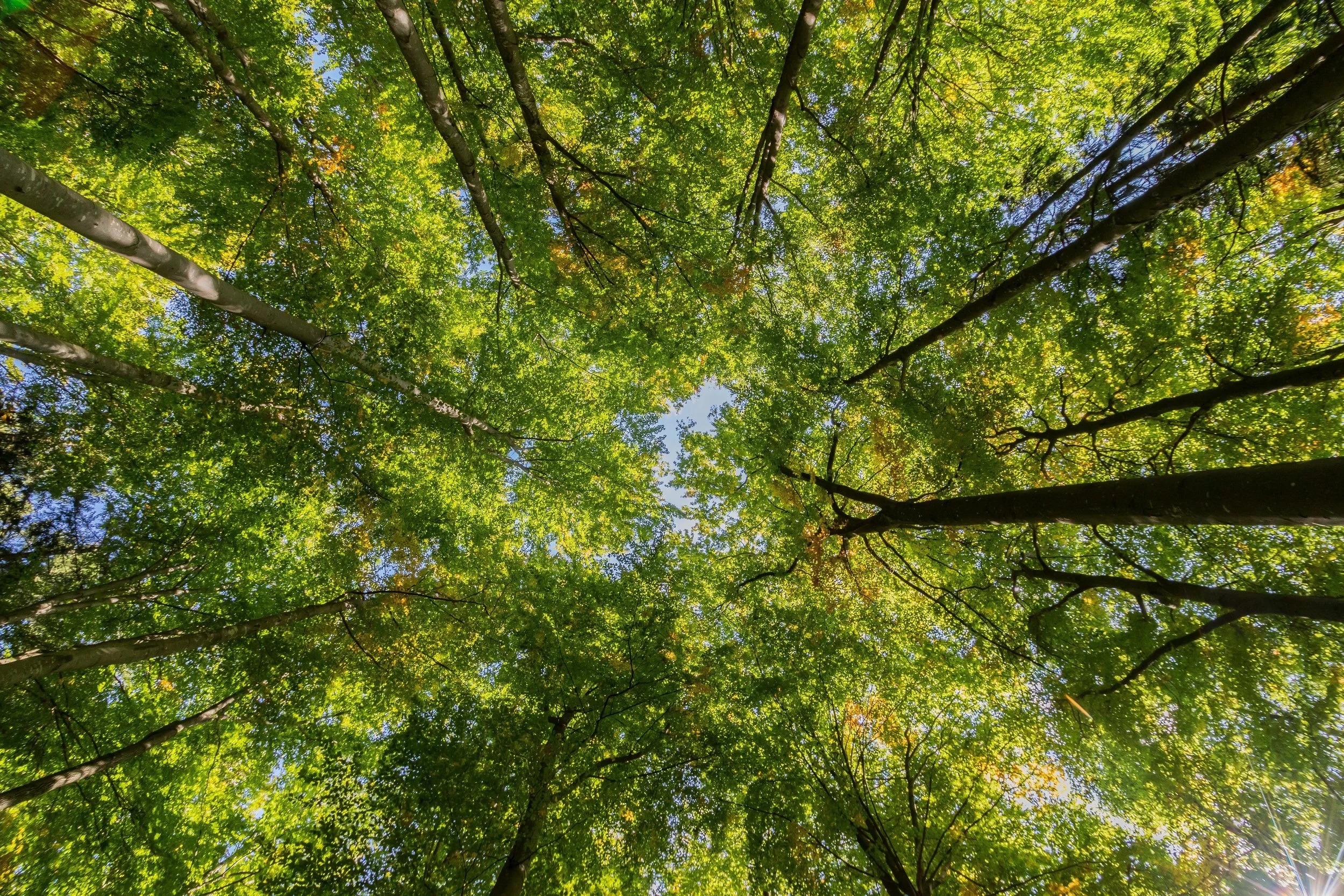 Tree ID Walk