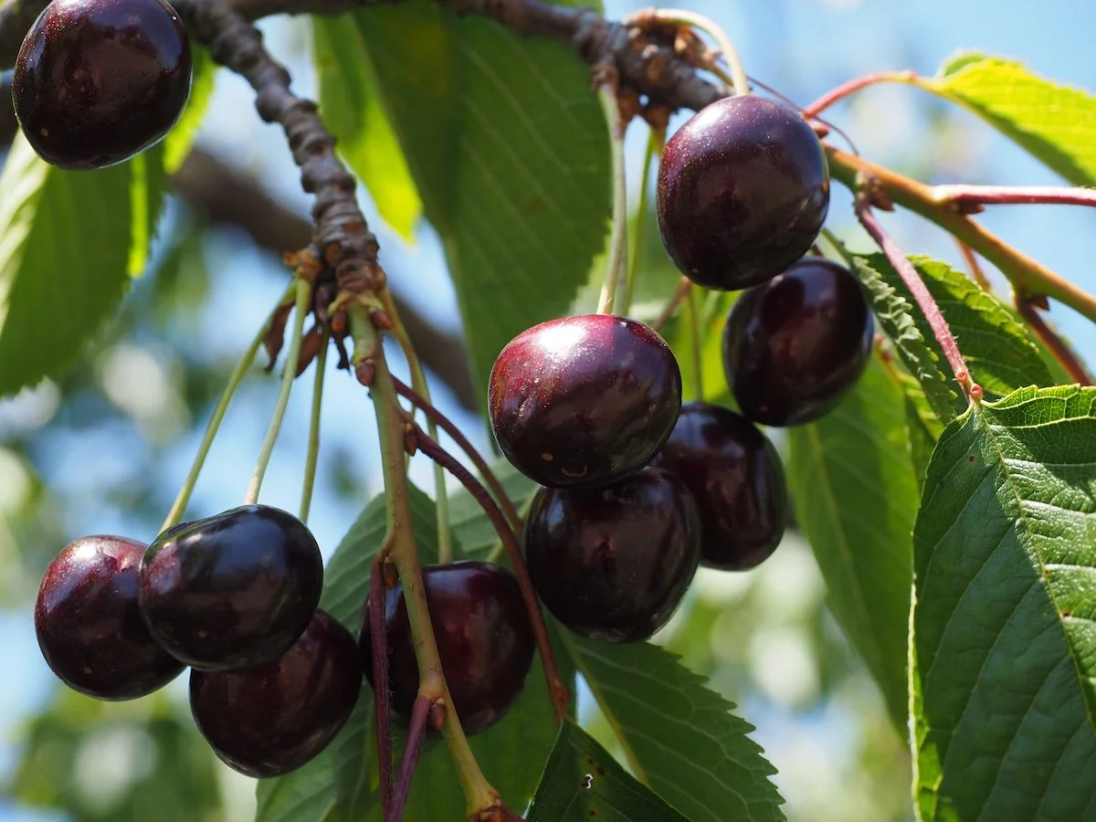 Lapins | Cherry tree | Potted