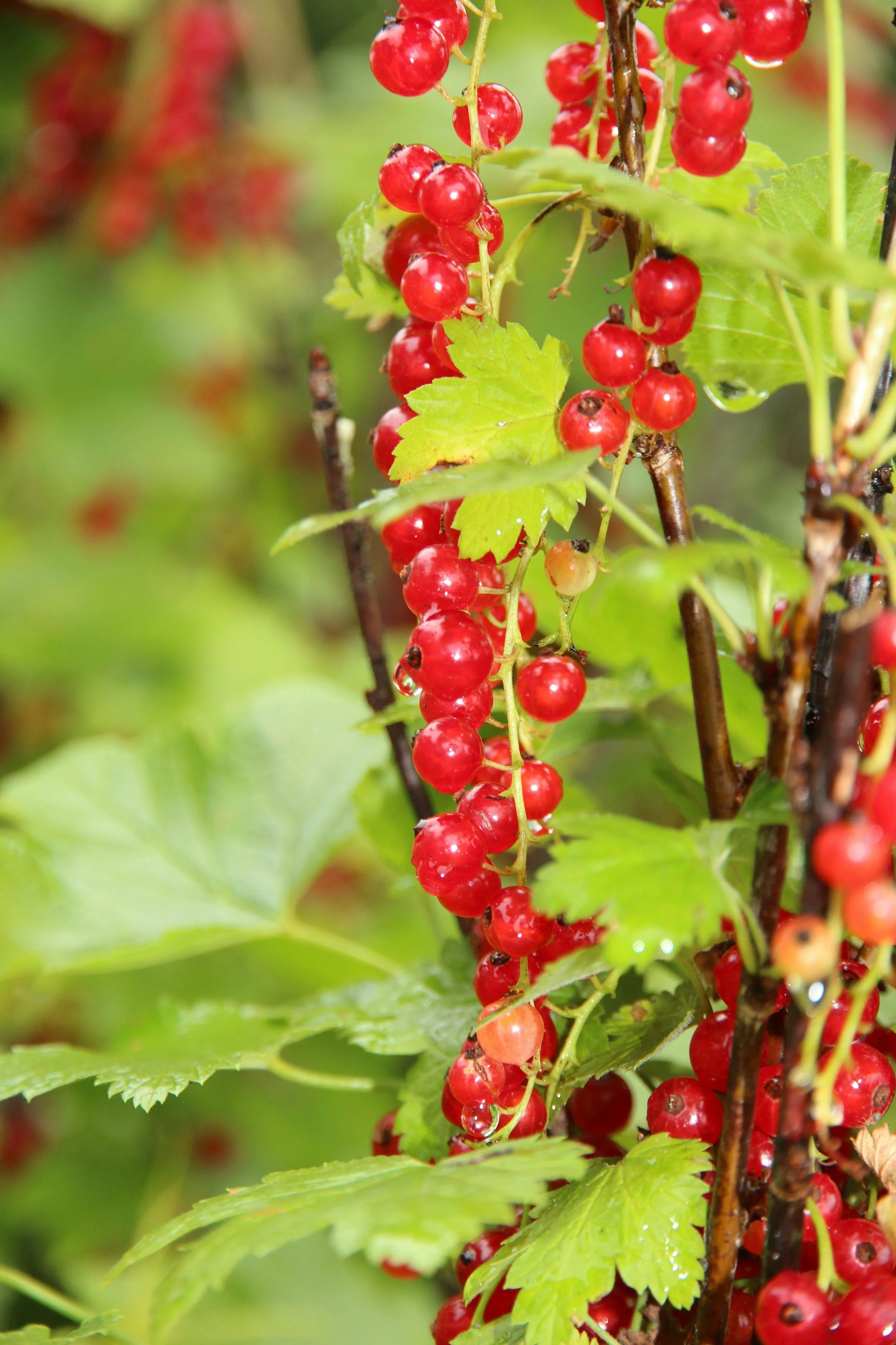Redcurrant_Jonkheer van Tets.jpg