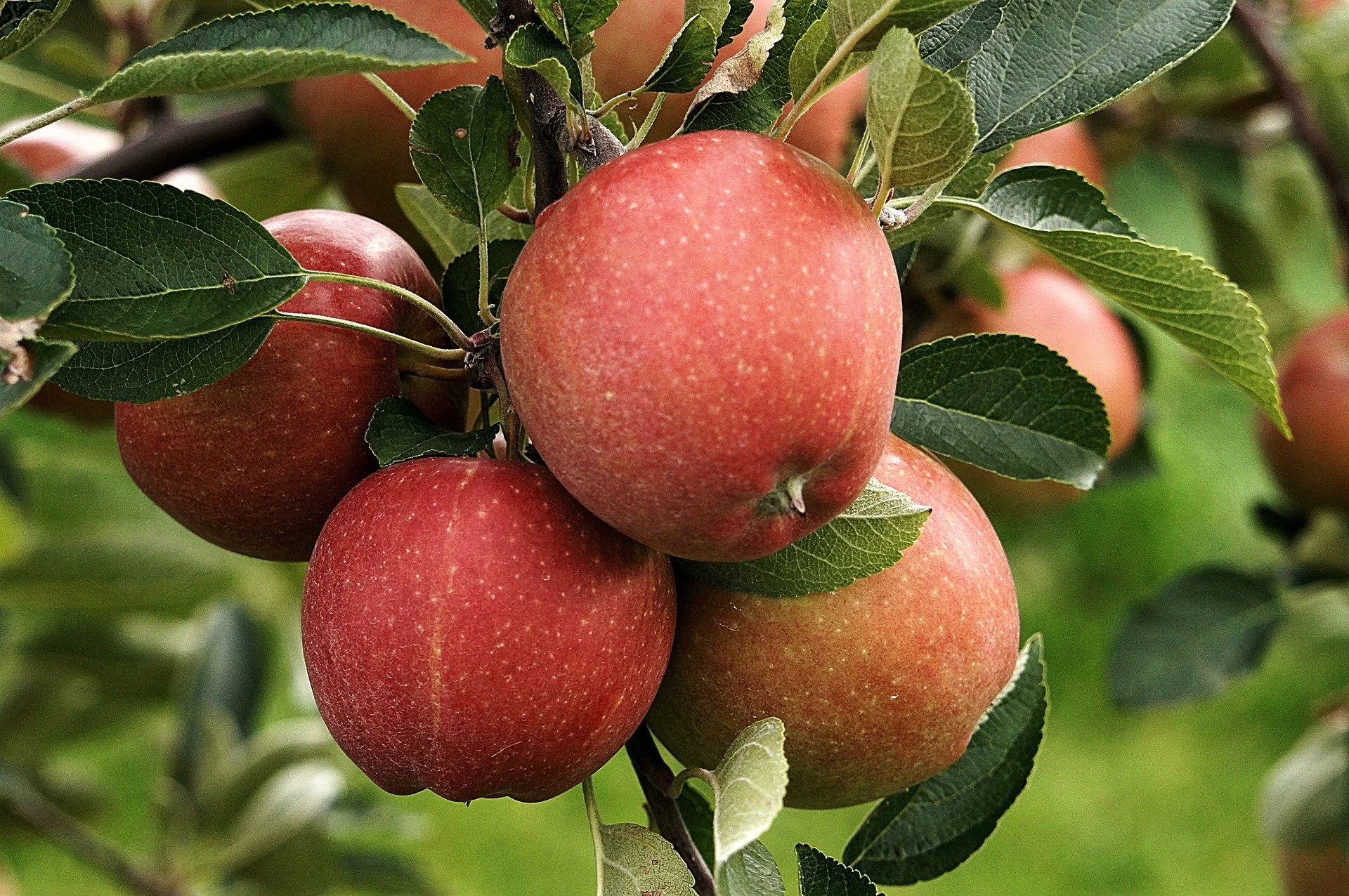 Adam Rasaaple Tree Apple trees on dwarfing rootstocks — Fruit Works