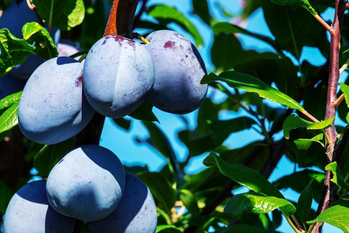 river's early prolific plum.jpg