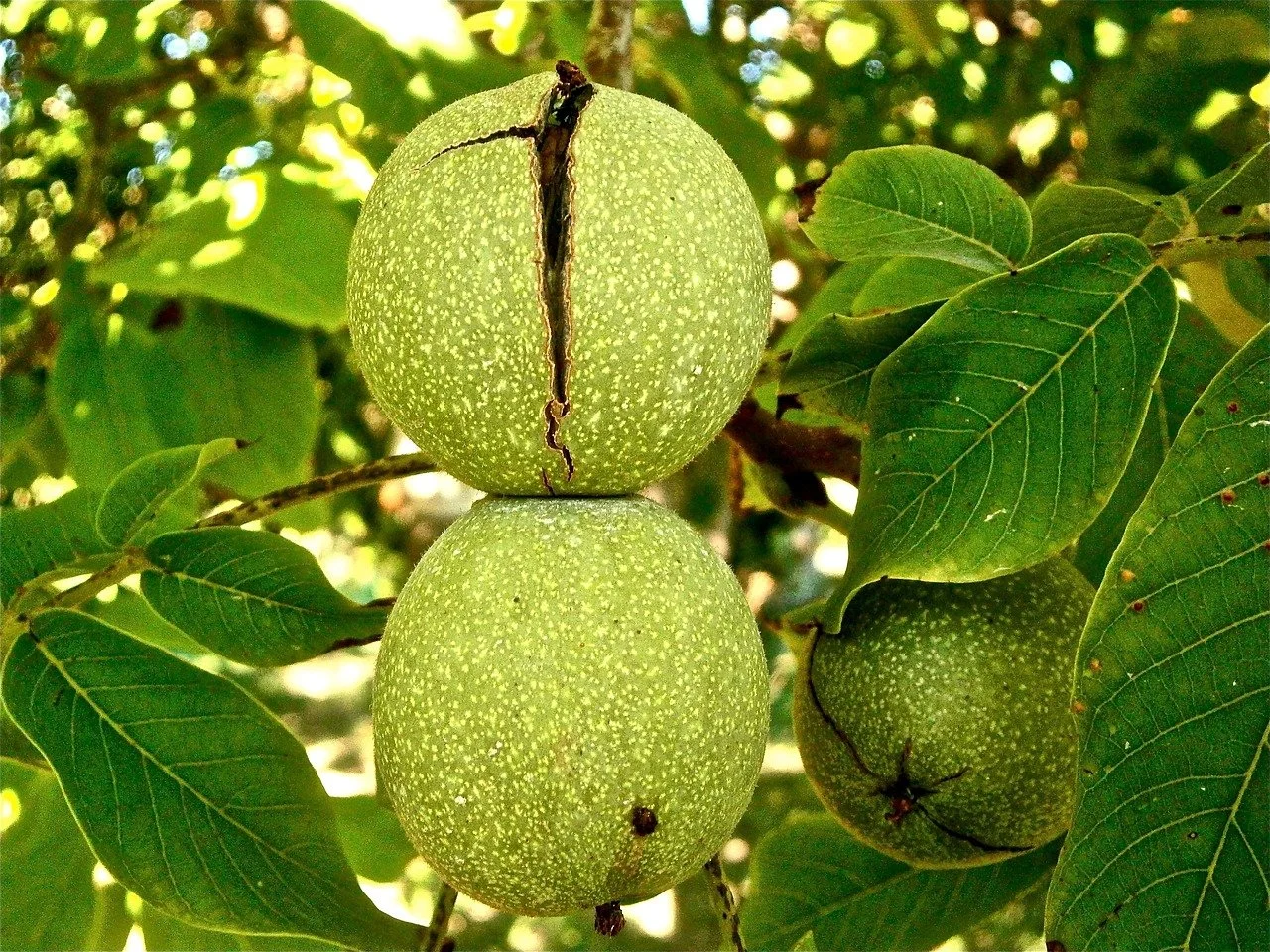 fruit-222042_1280.jpg