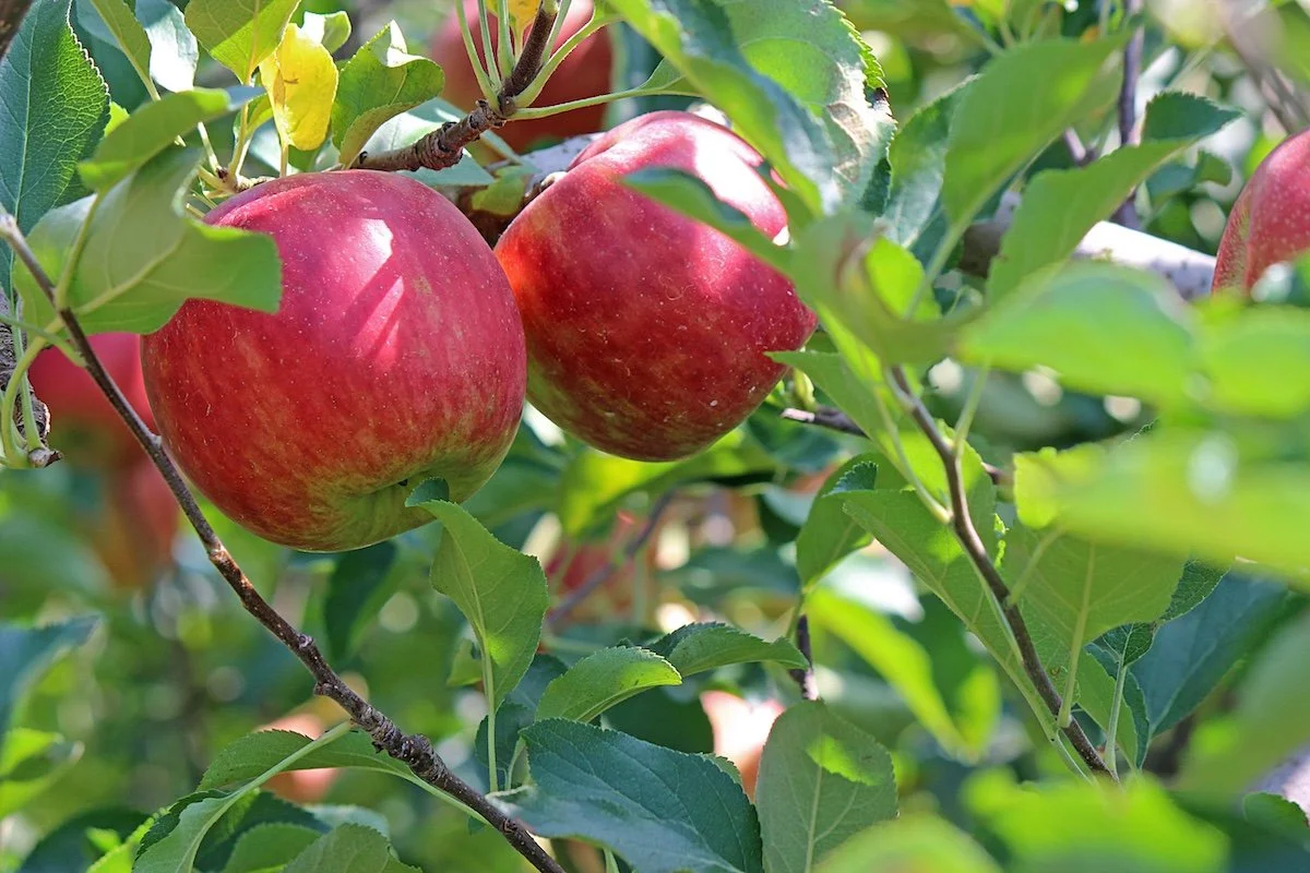 Red Falstaff | Apple tree | Potted
