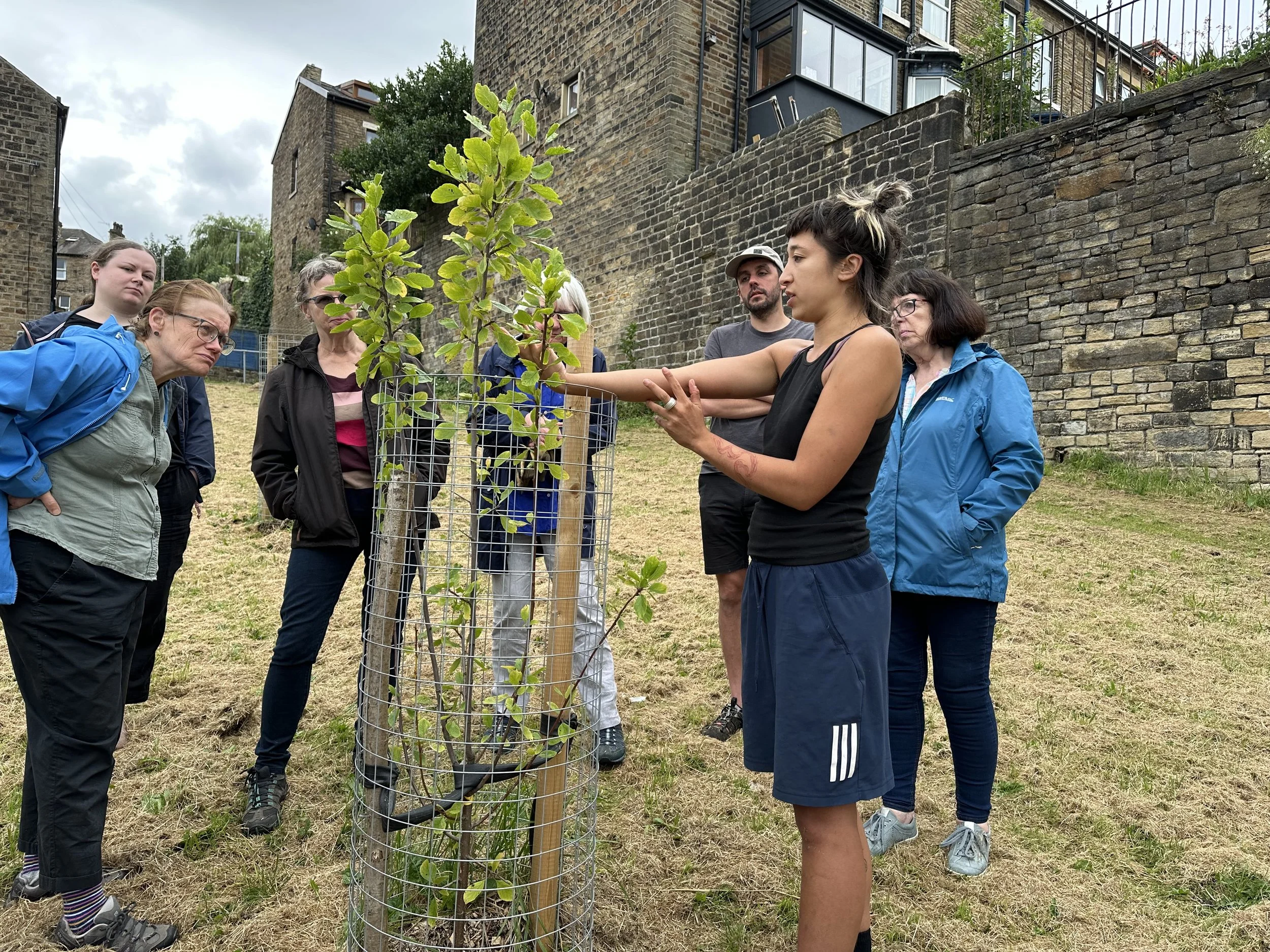 Teaching a fruit tree formative pruning workshop