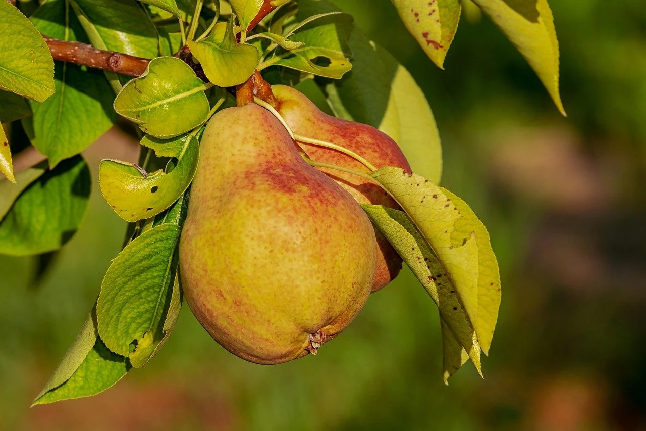 Pear Tree: Choose For Me