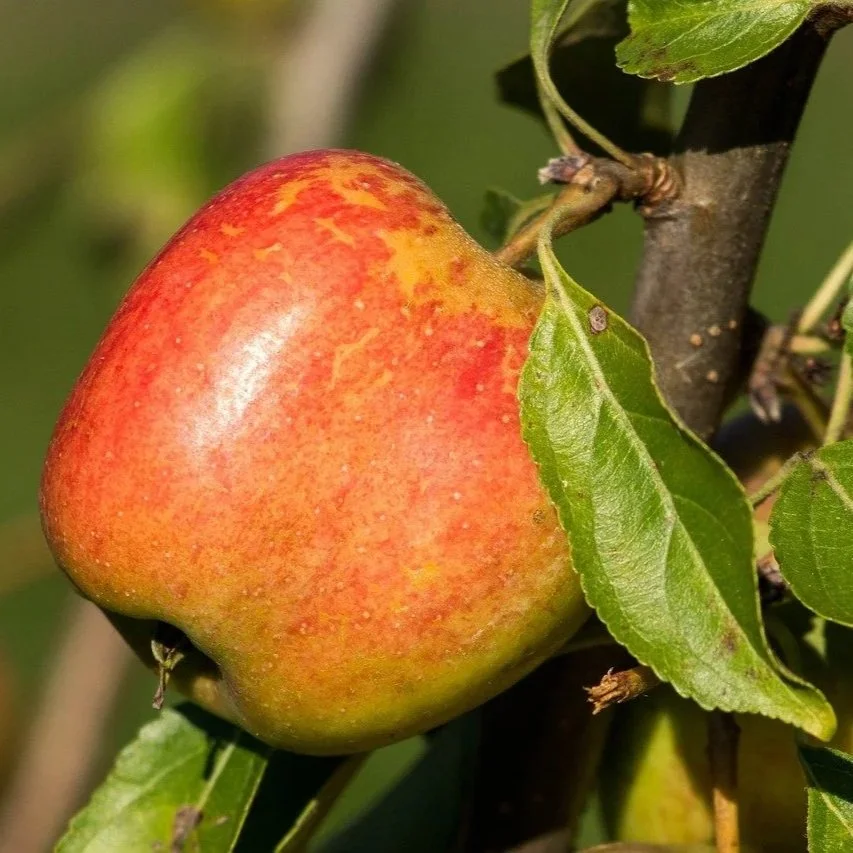 Pixie | Apple Tree | Potted