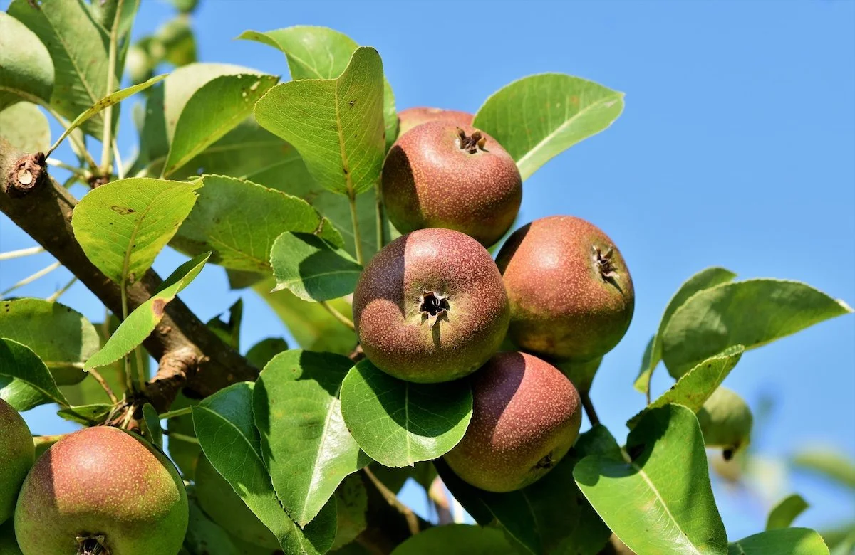 Orleans Reinette | Apple tree | Potted