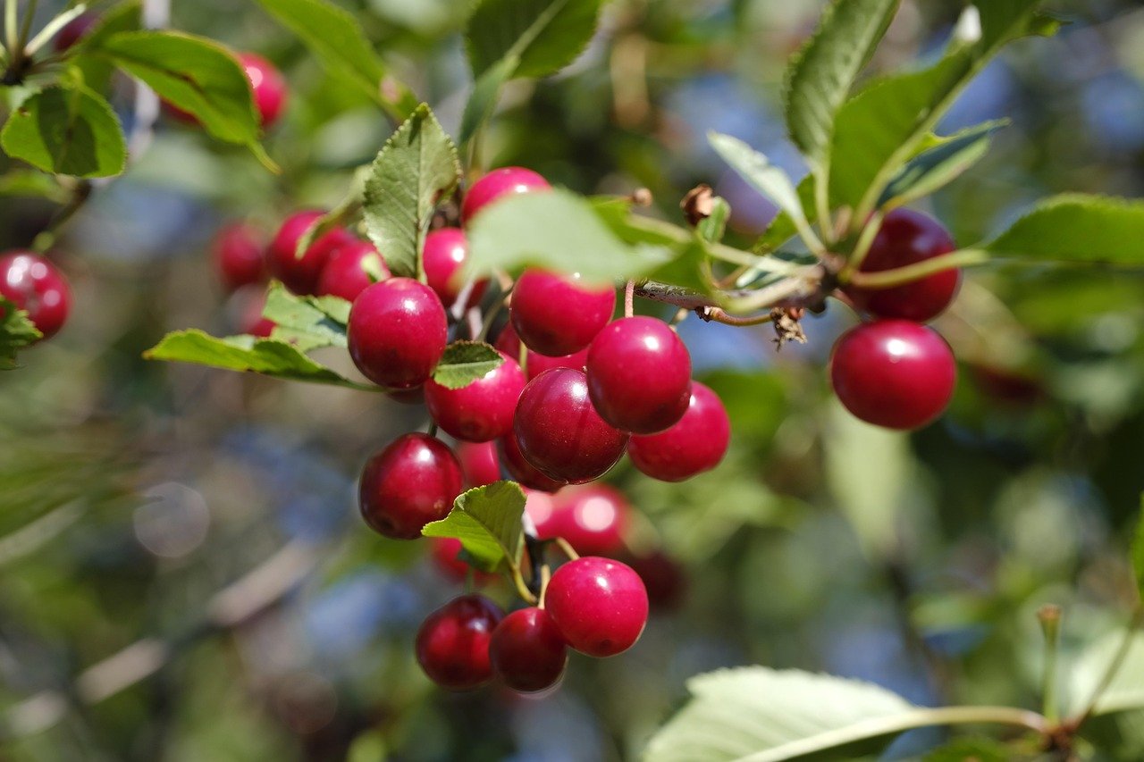 Sunburst | Cherry tree | Potted