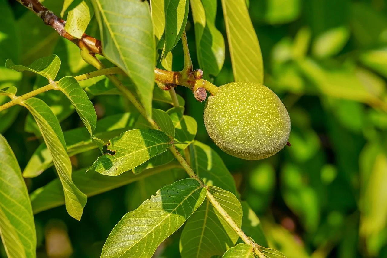 walnut-3563526_1280.jpg