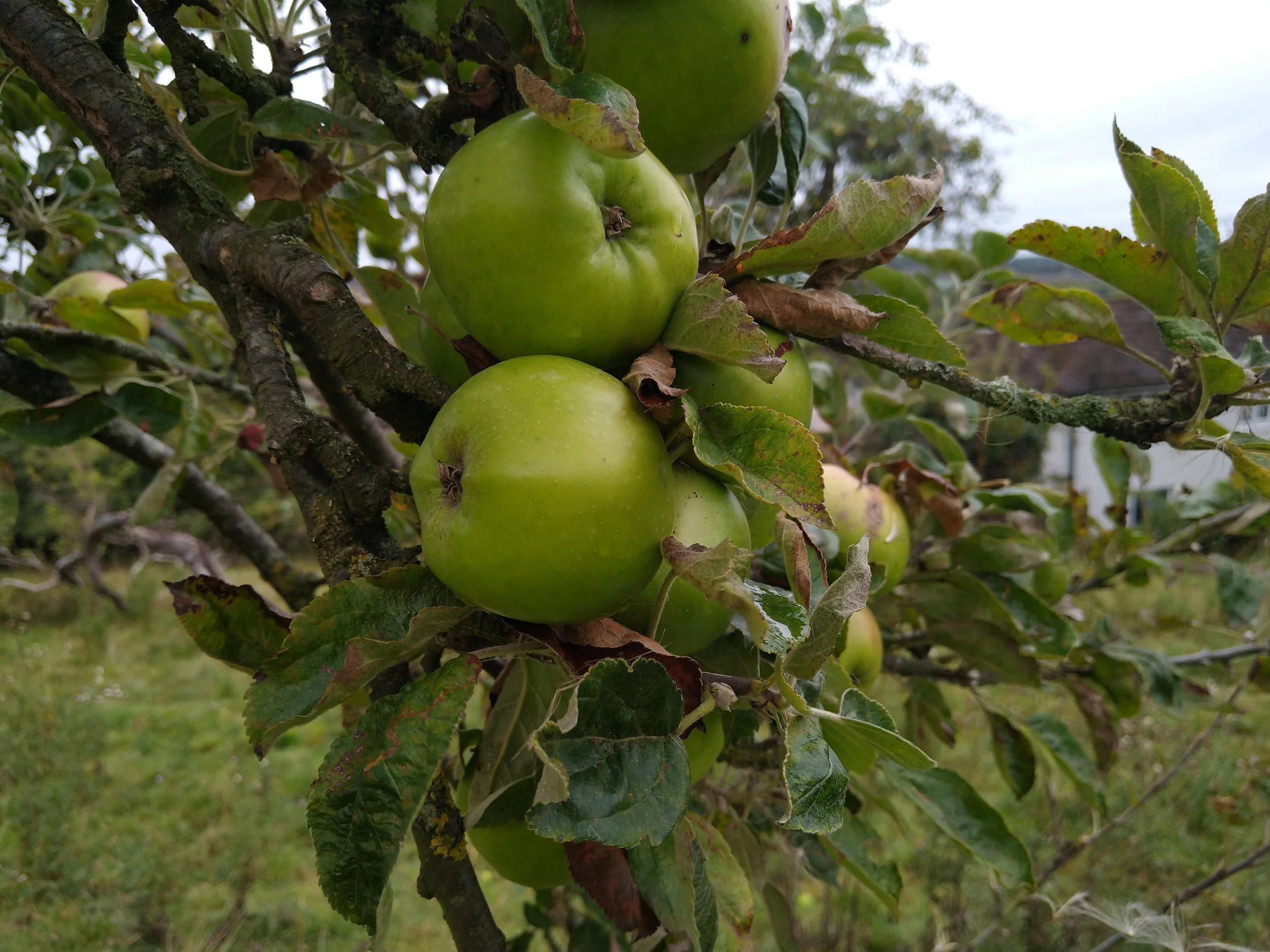 Lord Derby ACTUAL.jpg