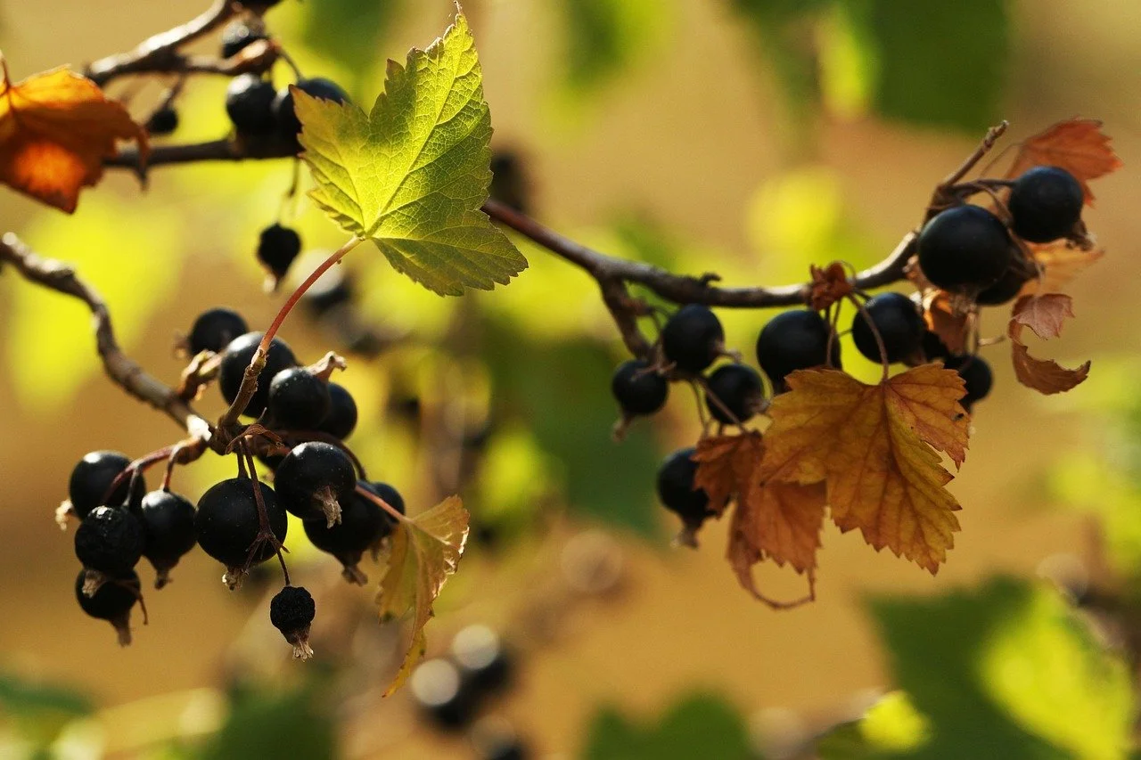End-Of-Season Sale Fruit Bush | Blackcurrant, Whitecurrant, Redcurrant, Jostaberry, Raspberry, Rhubarb