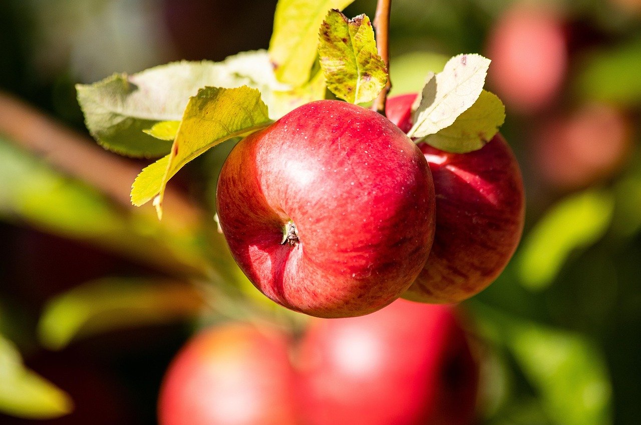 Lord Hindlip | Apple tree | Potted