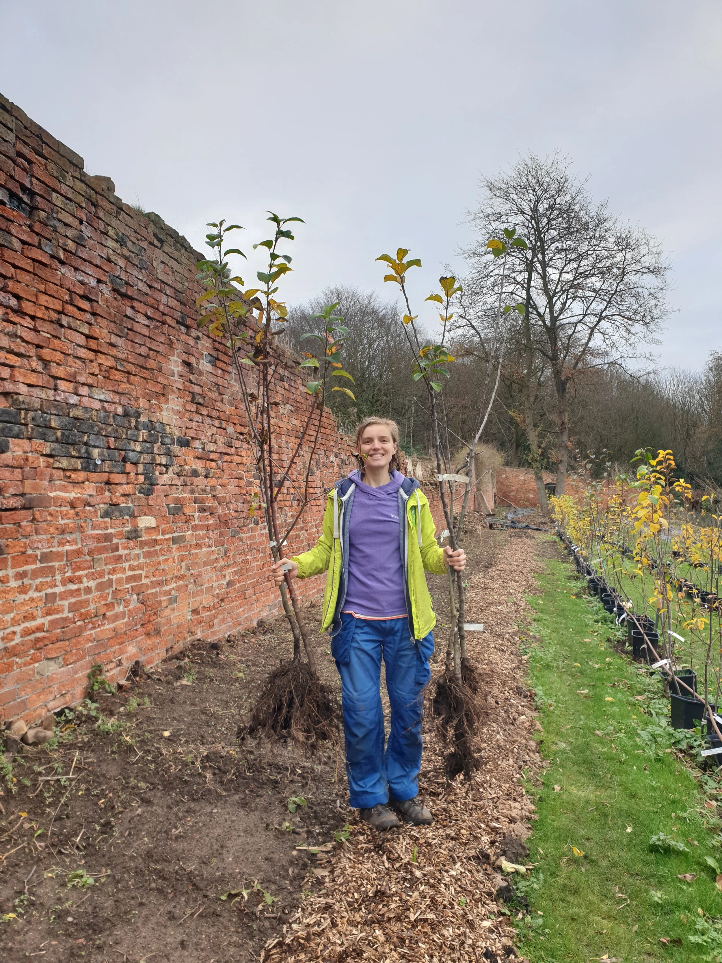 Bare root apple trees in a tree nursery