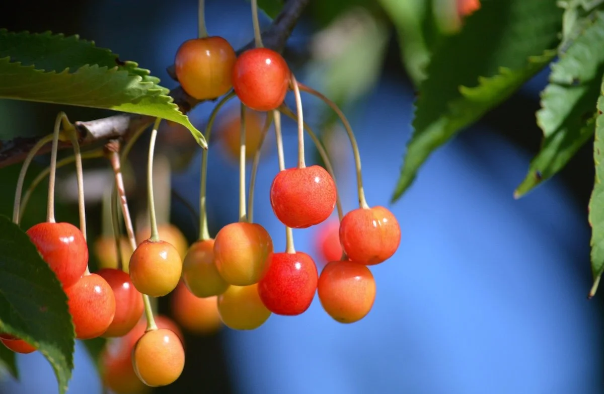 Merton Glory | Cherry tree | Potted