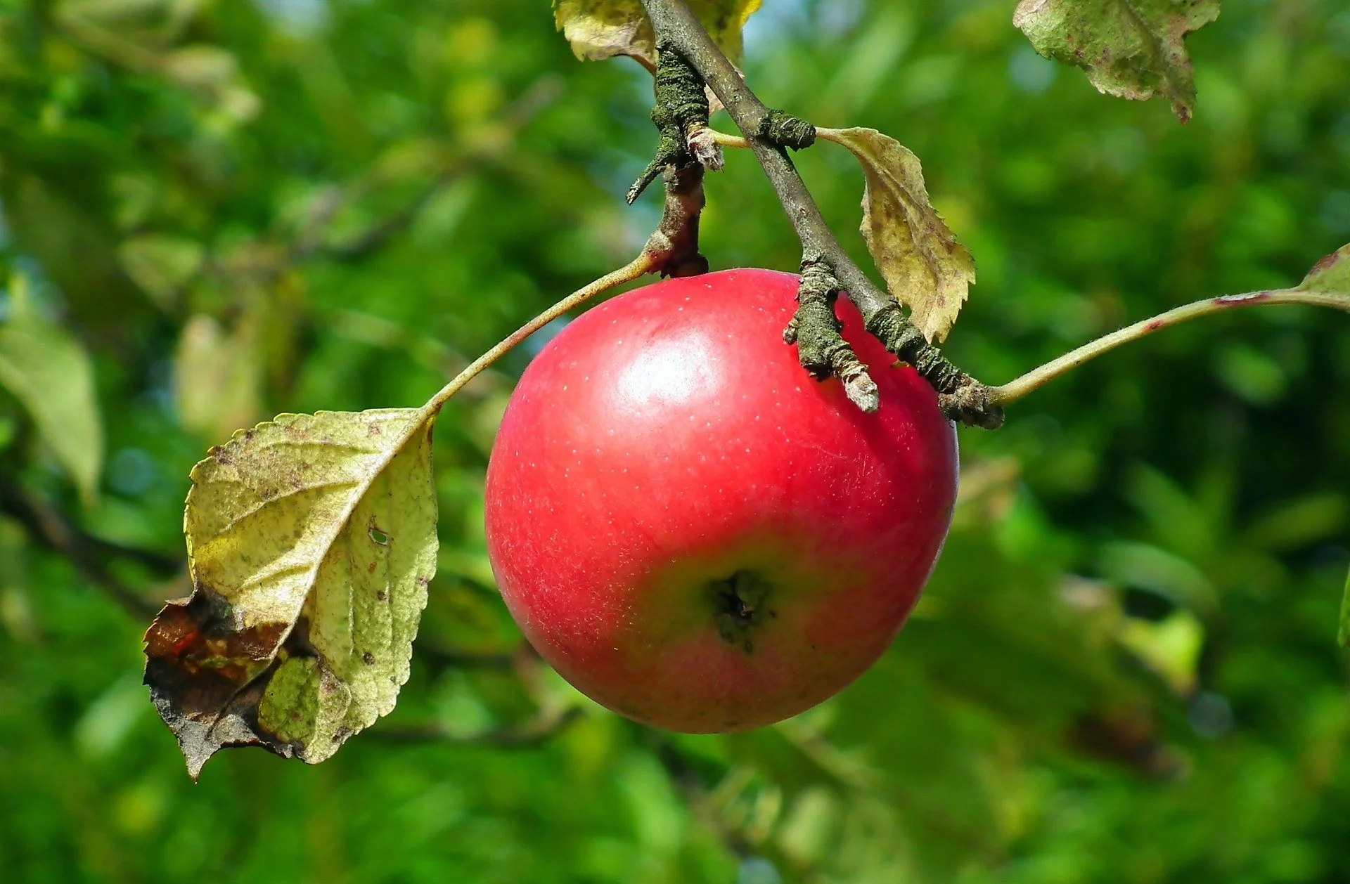 Rajka | Apple tree | Potted