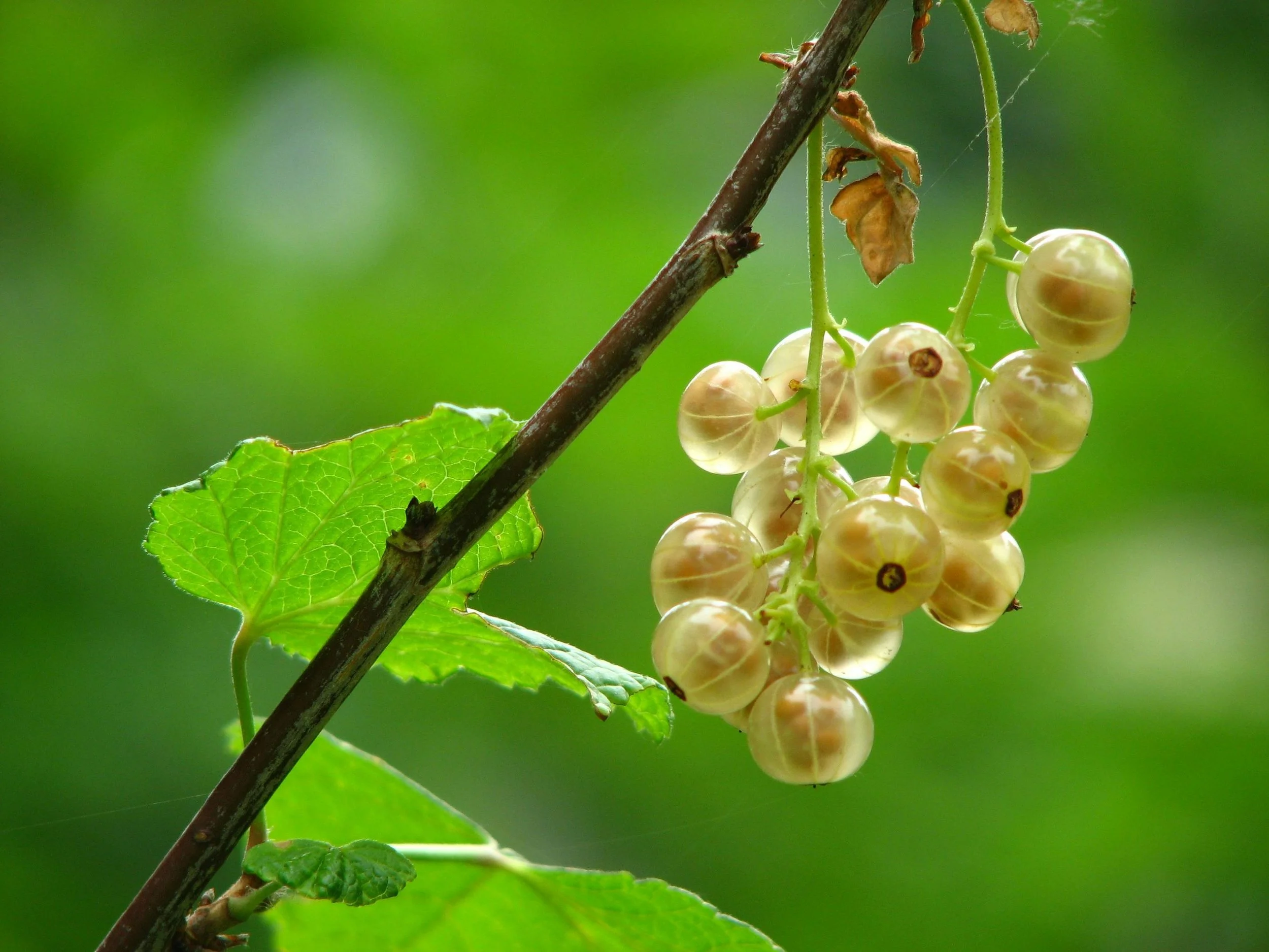 Whitecurrant_White Versailles.jpg