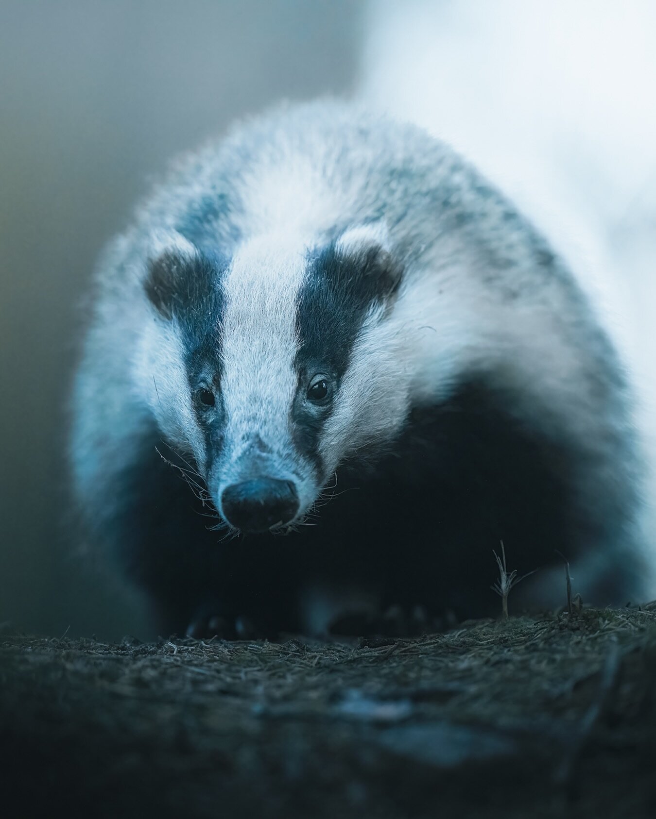 Recently, I&rsquo;ve been out without the camera, scouting areas and observing wildlife with trailcams &mdash;like these guys, badgers, for example. I captured this image using a 400mm 2.8 lens while lying on the ground near their den on the hill las