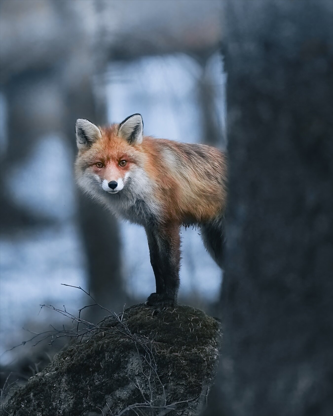 Curious fox peeks behind the tree in the woods 🦊 ⁣
.⁣
.⁣
.⁣
.⁣
.⁣
#animal #fuchs #vulpesvulpes #renard #foxlove #foxhead #wildlifephotography #foxesofig #foxes #fox #wildlife_perfection #naturelover #foxesofinstagram #redfox #wildlifeplanet #wildlif
