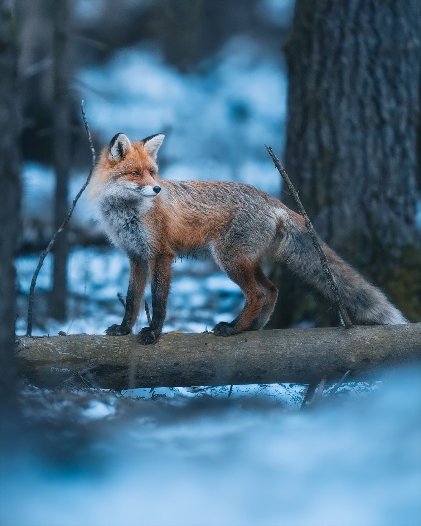 Fox in the old-growth forest! 🦊⁣
.⁣
.⁣
.⁣
.⁣
.⁣
#mammals #nature_brilliance #nature #yleluonto #suomenluonto #ourplanetdaily #luontokuva #wildlife_supreme #splendid_animals #raw_nordic #wildlifephotographer #wildanimals #mammal #yourshotphotographer