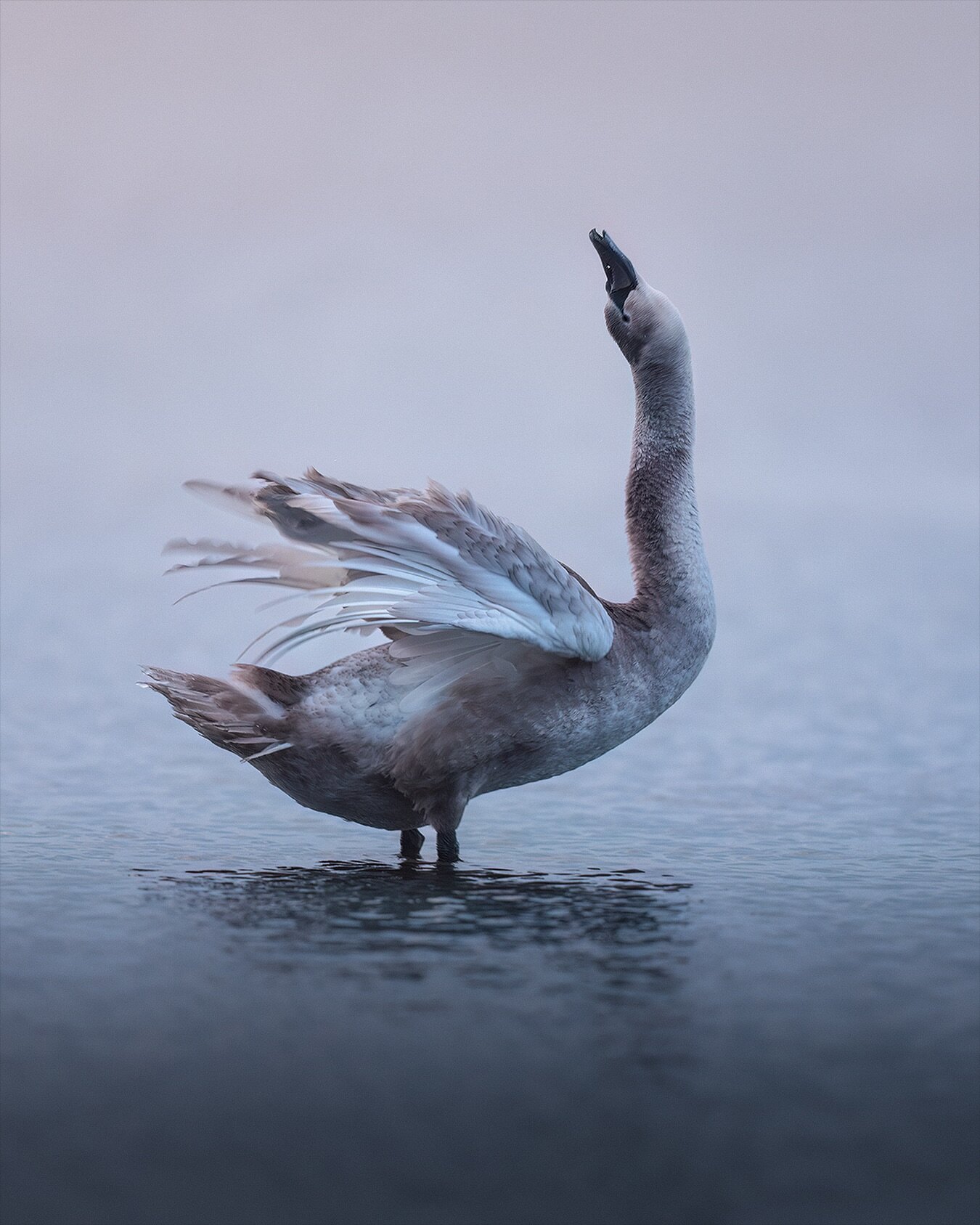 A young mute swan on a beautiful winter morning ✨⁣
.⁣
.⁣
.⁣
.⁣
.⁣
#swans #birdstagram #nature #swanlove #swansofinstagram #swanlovers #swan #animalsofinstagram #birds #wildlifephoto #birdwatching #swansea #birdlife #beauty #cygnet #birdphotography #w