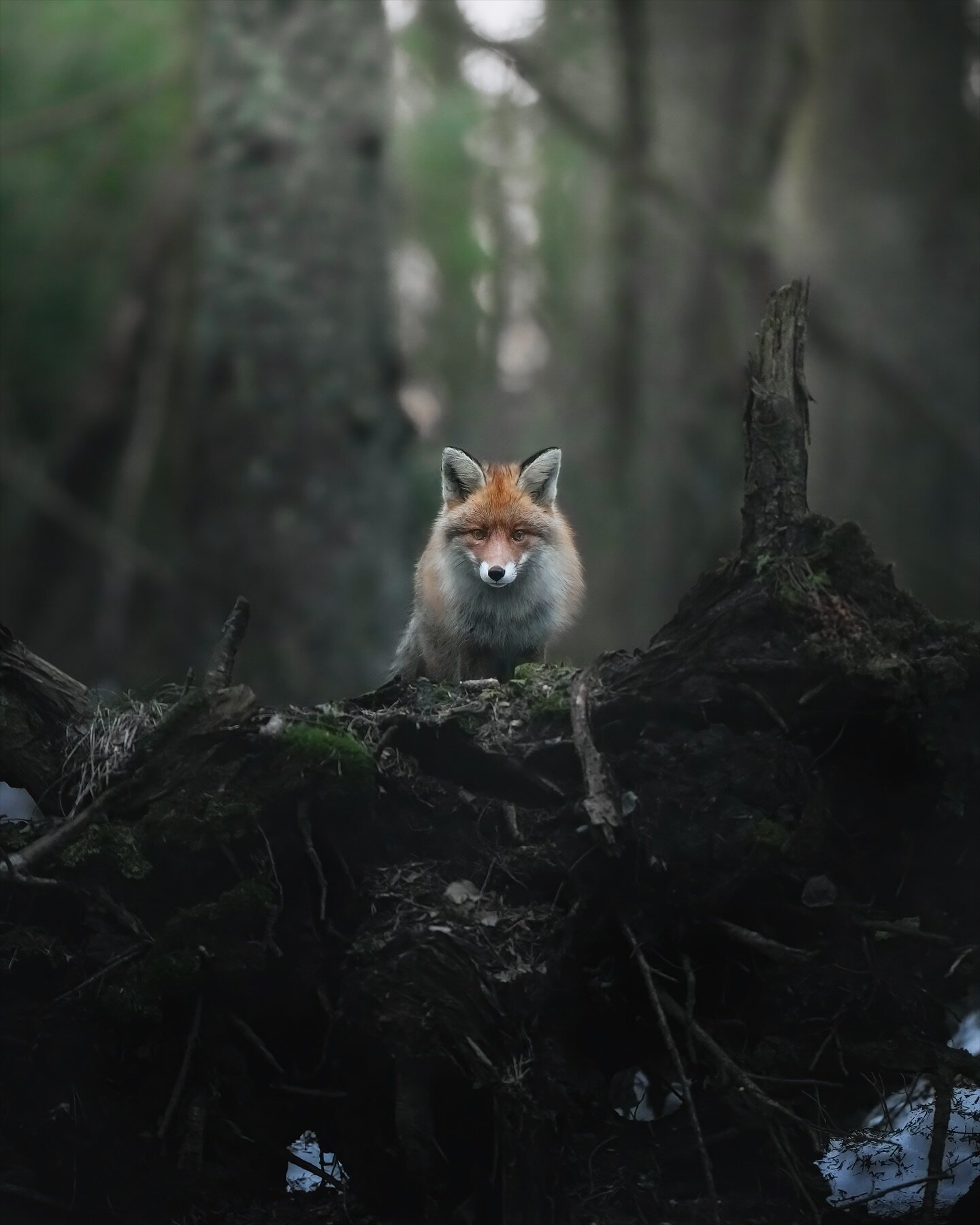 Fox in the old-growth forest 🦊🦊🦊

⁣
.⁣
.⁣
.⁣
.⁣
.⁣
#foxes #foxesofinstagram #wildlifephotography #wild #fox #renardroux #fuchs #foxesofig #wildlife_perfection #naturelover #wildlifeonearth #redfox #instafox #wildlifeplanet #vulpesvulpes #nature #w