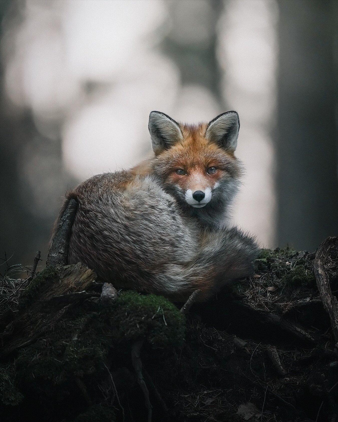 Fox deep in the woods. The fox wasn&rsquo;t in a hurry anywhere 🦊✨⁣
.⁣
.⁣
.⁣
.⁣
.⁣
#foxes #foxesofinstagram #wildlifephotography #wild #fox #renardroux #fuchs #foxesofig #wildlife_perfection #naturelover #wildlifeonearth #redfox #instafox #wildlifep