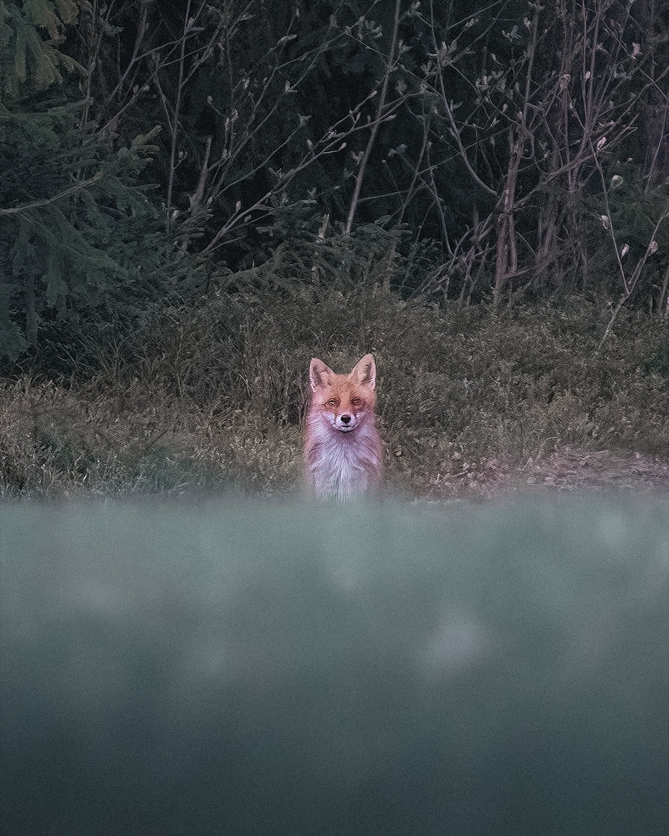 Long time no see. One of my work projects has been quite intense, and there has been no time for photography. It&rsquo;s about to change soon. Yesterday, I went photographing for the first time in two months. Saw this fox from a long distance! But he