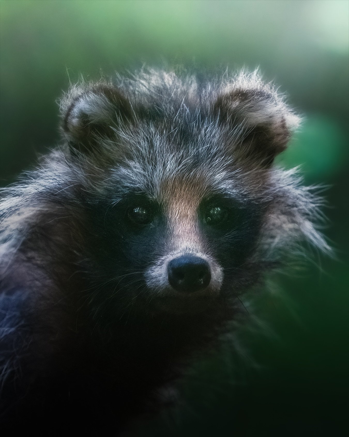 Yesterday I encountered a raccoon dog while trying to film another species. As an invasive species in Finland, these animals are a point of controversy. Without going deep into the politics, I made a portrait picture of it before it went quickly unde