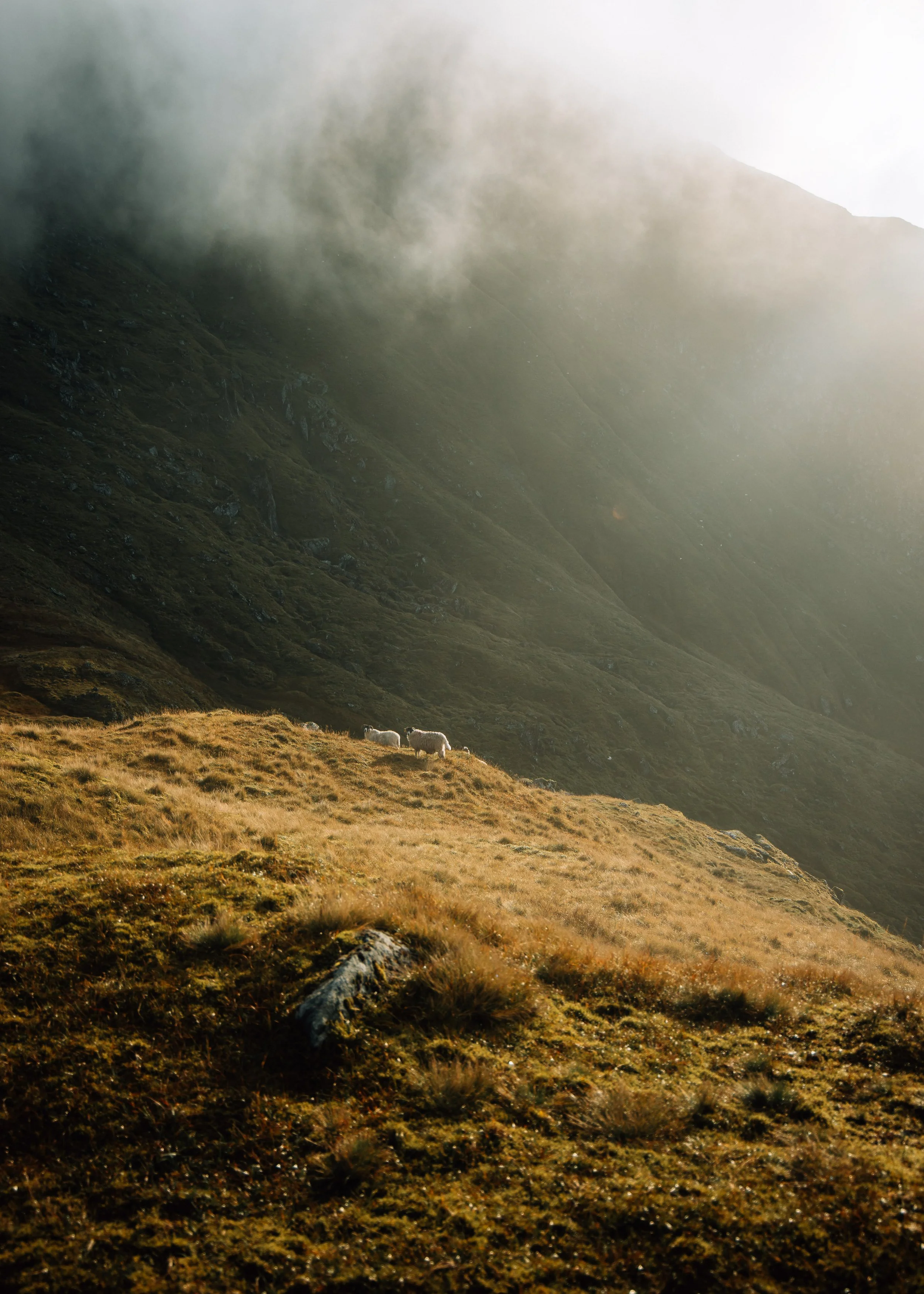  sheep on a mountainside Scotland