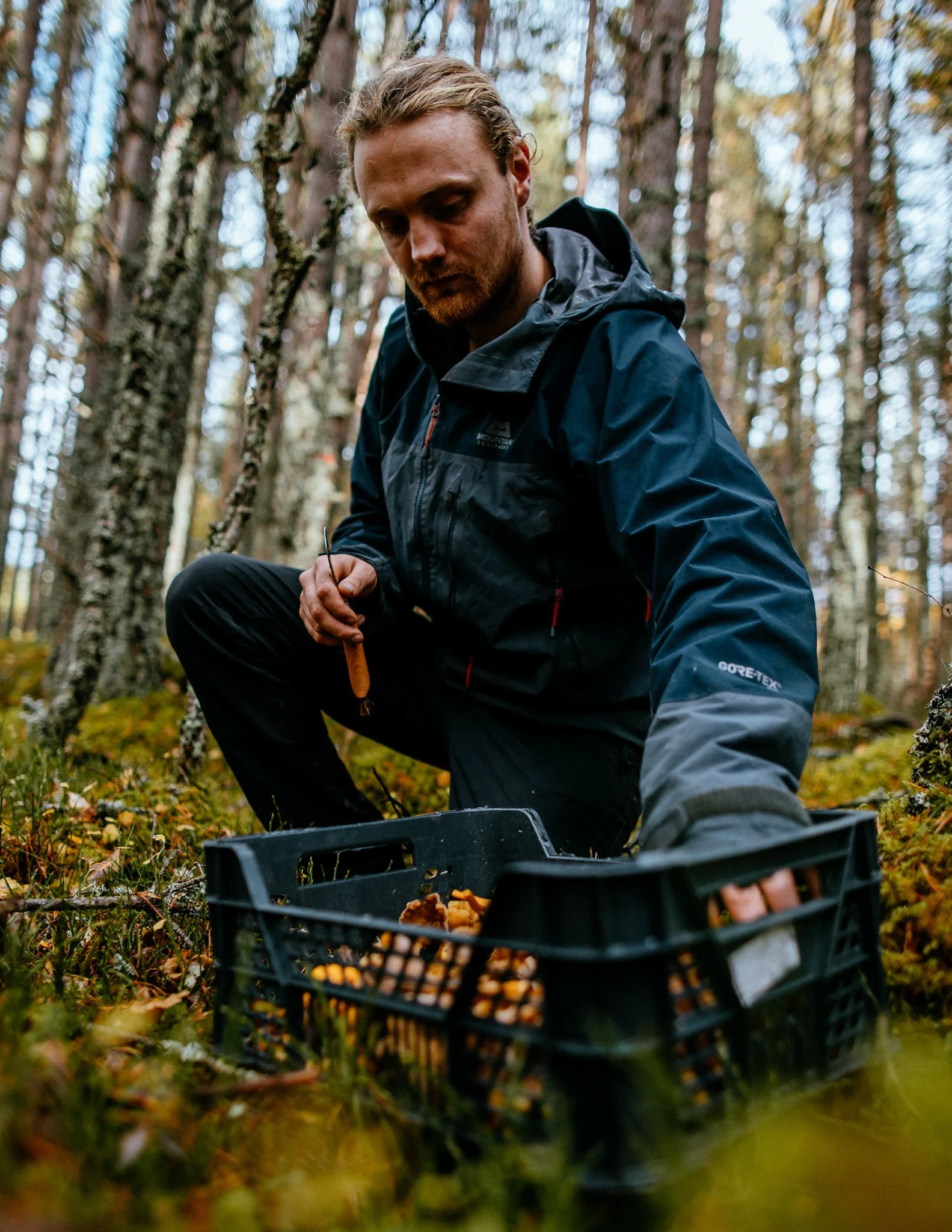  forager, picks, mushrooms, in Scottish highlands