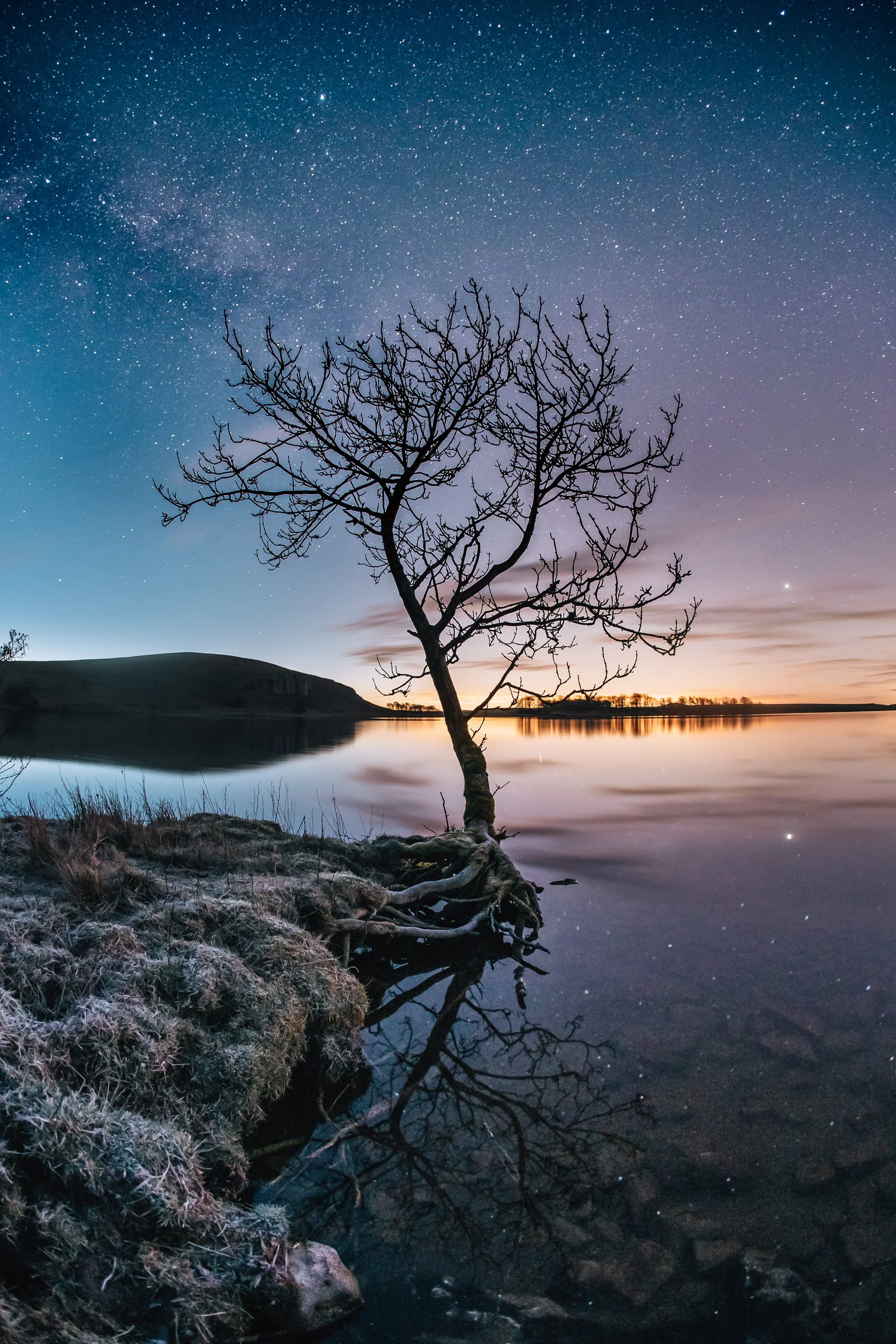 milky Way above tree, Malham Tarn, Yorkshire Dales