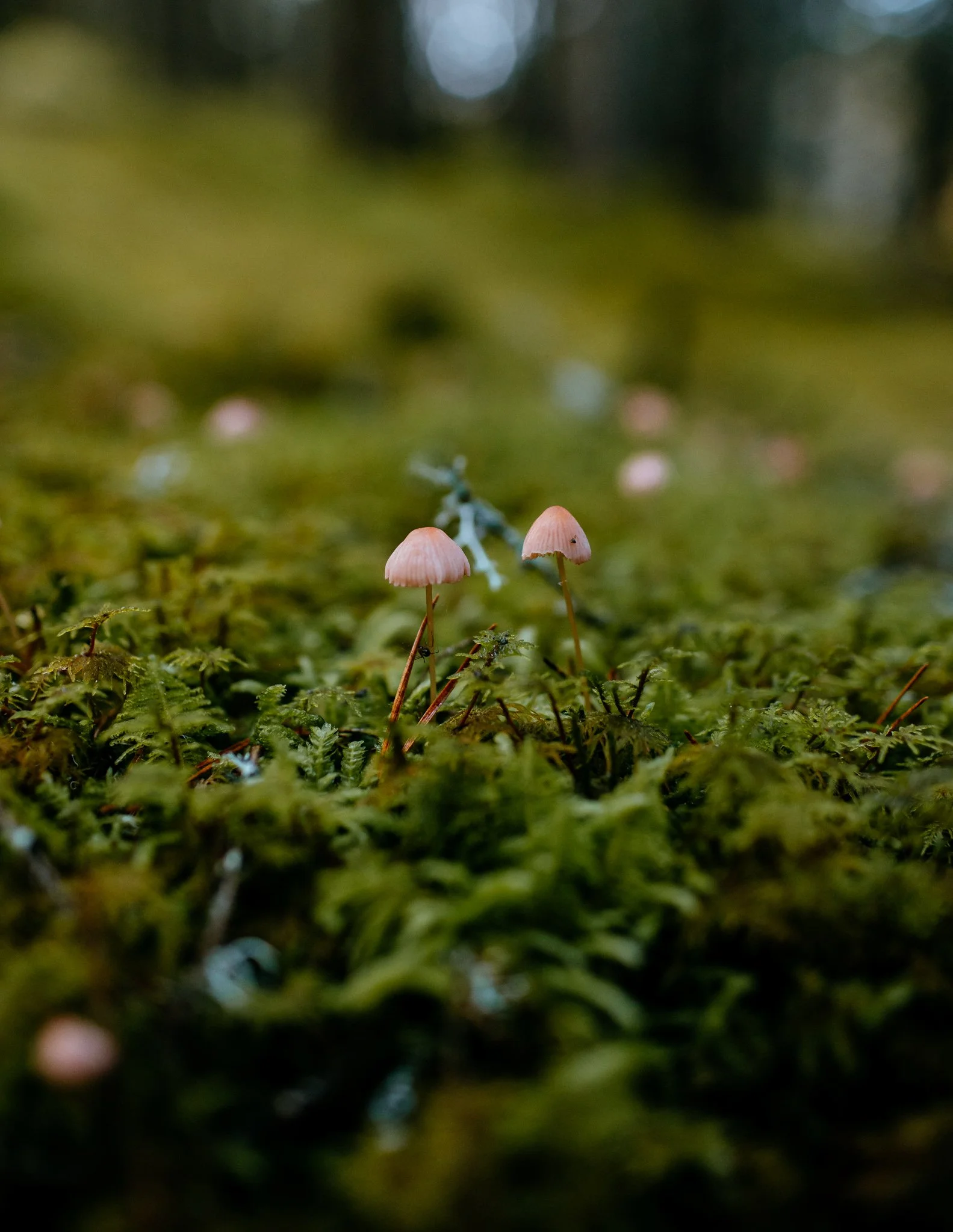  small fungi grow out of Moss Scotland