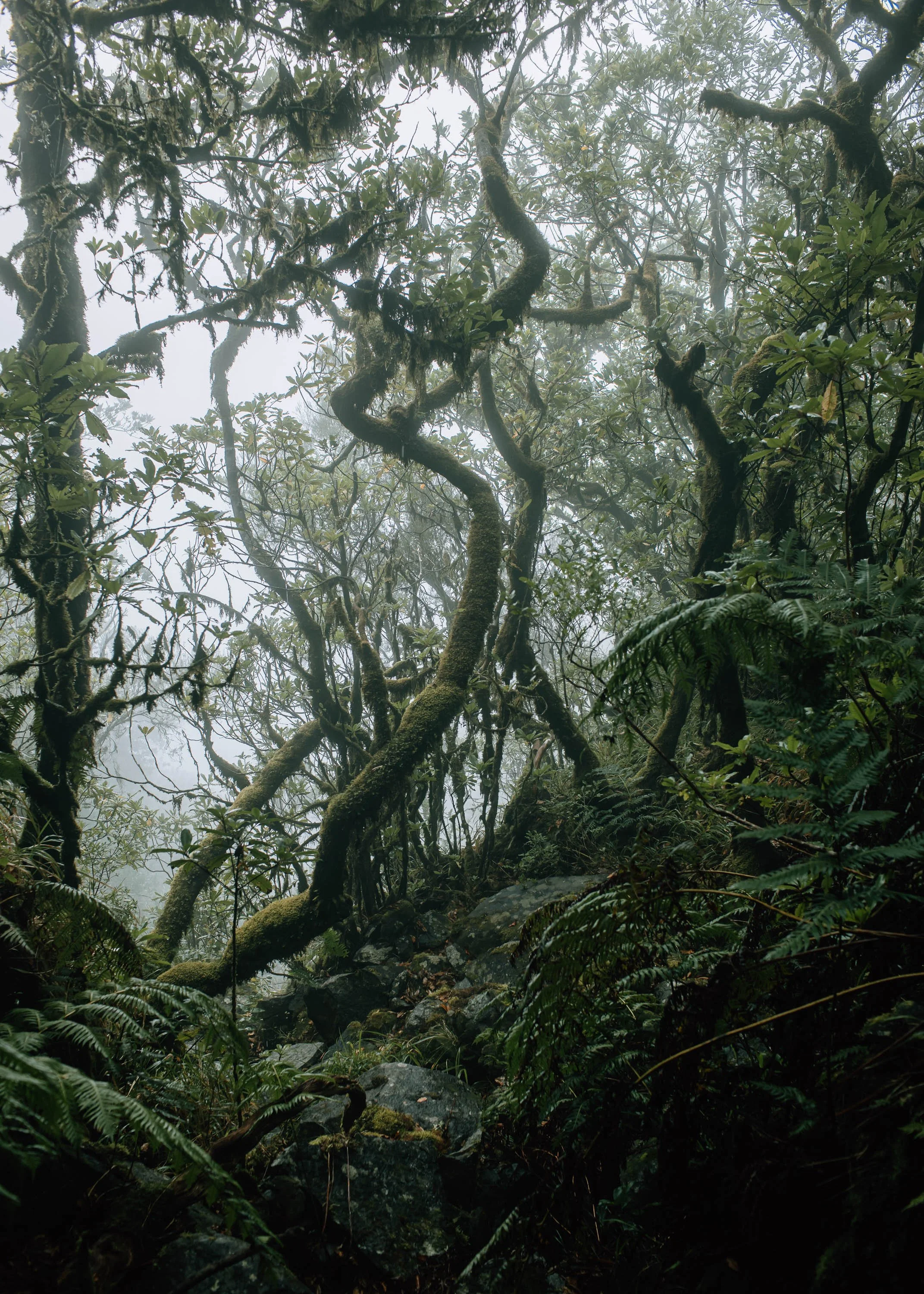  misty Forest Madeira