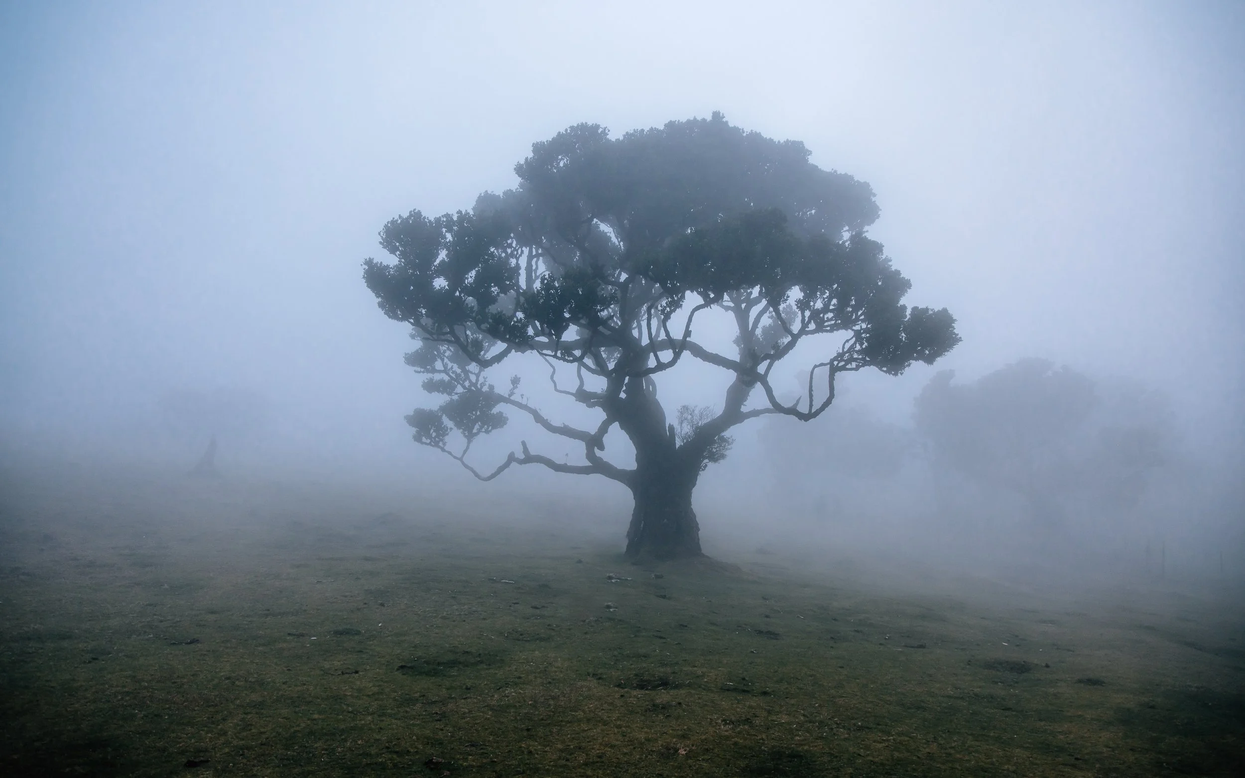  trees in the mist Madeira Fanal Forest