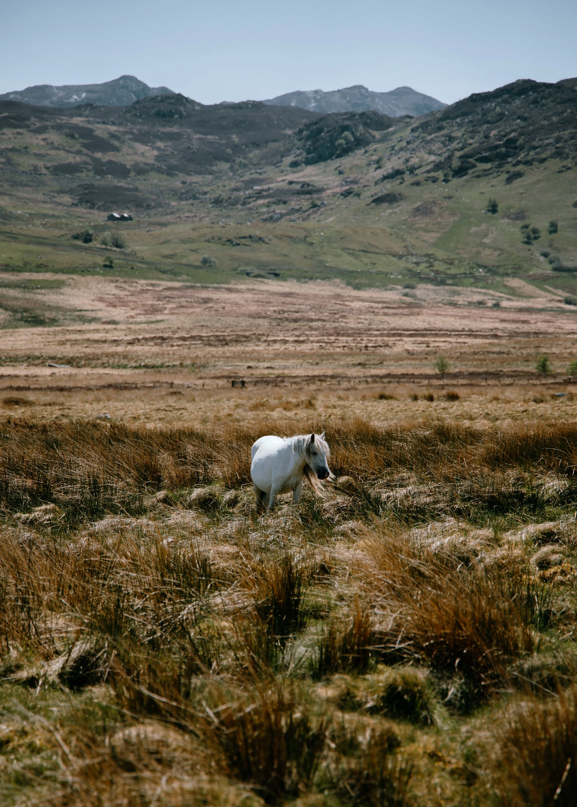  wild ponies in Wales