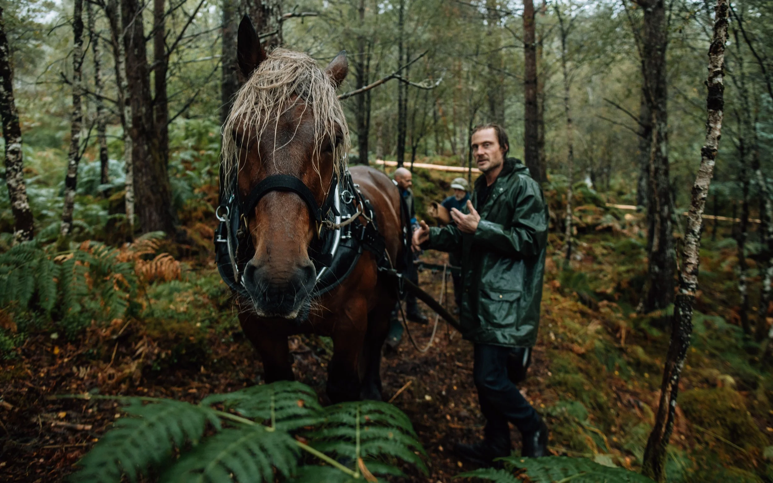  horse, logging in the Highlands of Scotland