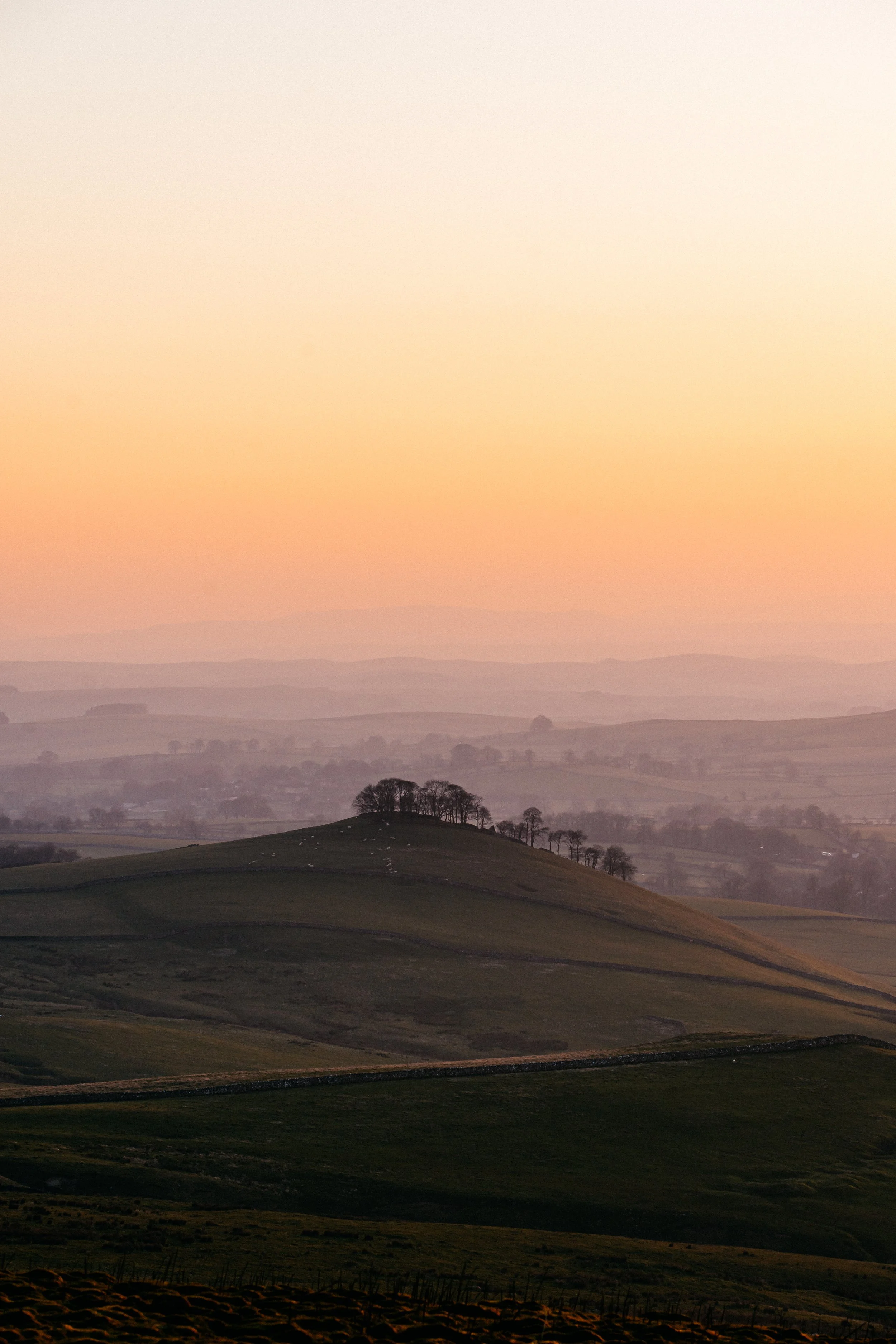 Trees on hill at sunset