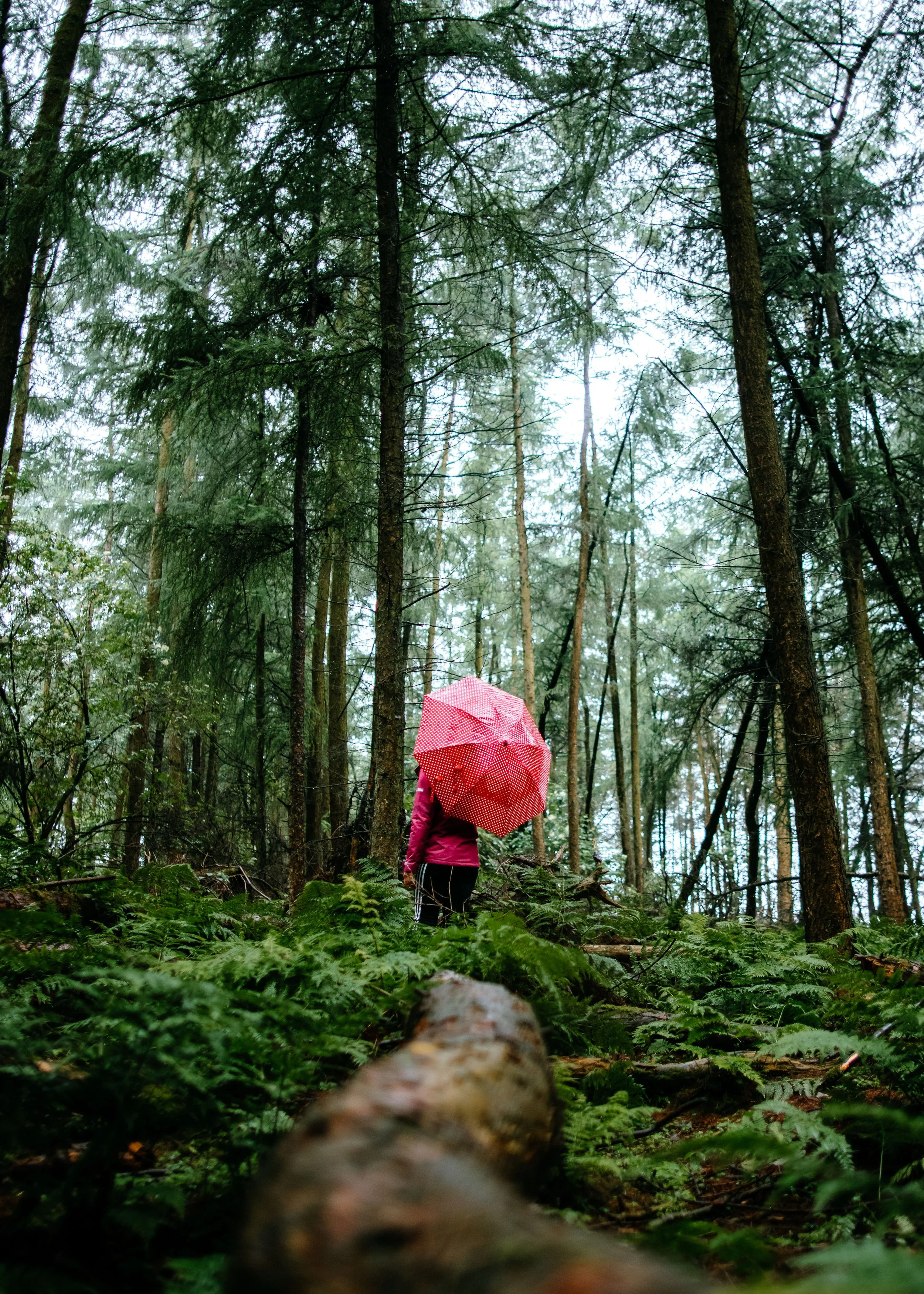  girl with red umbrella in Forest