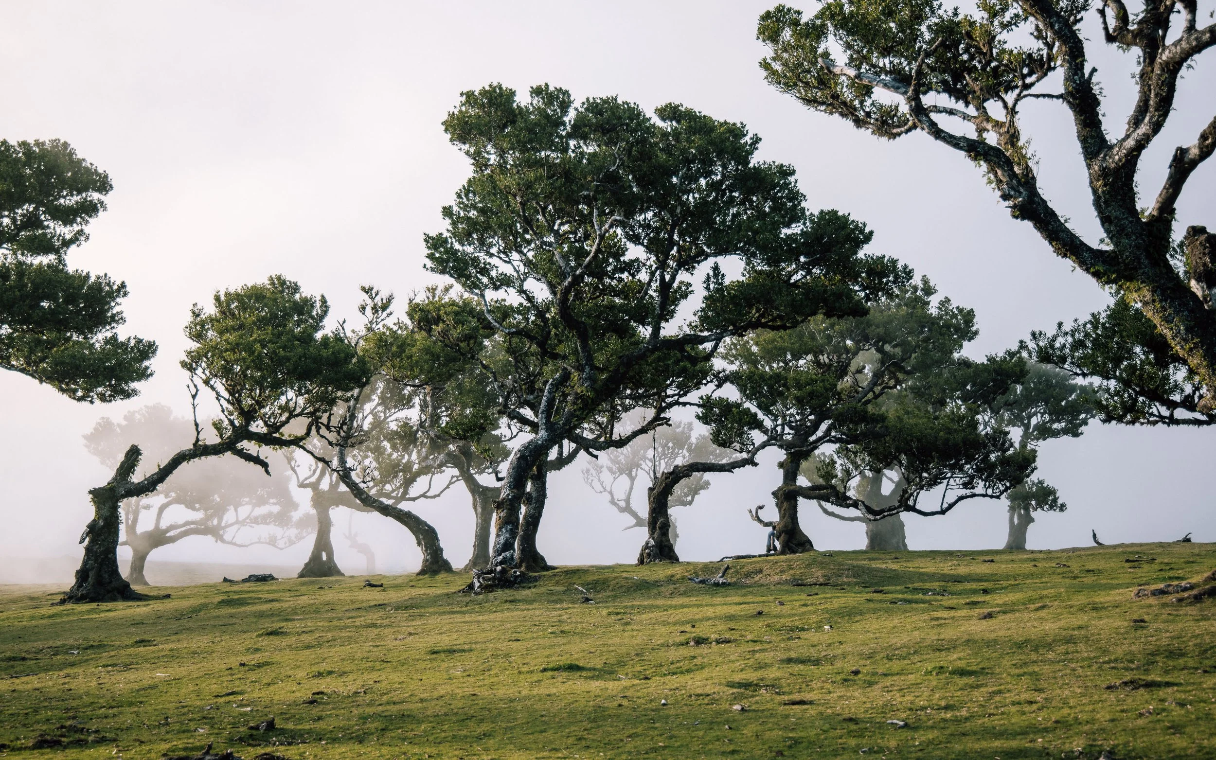  trees in the mist Madeira Fanal Forest
