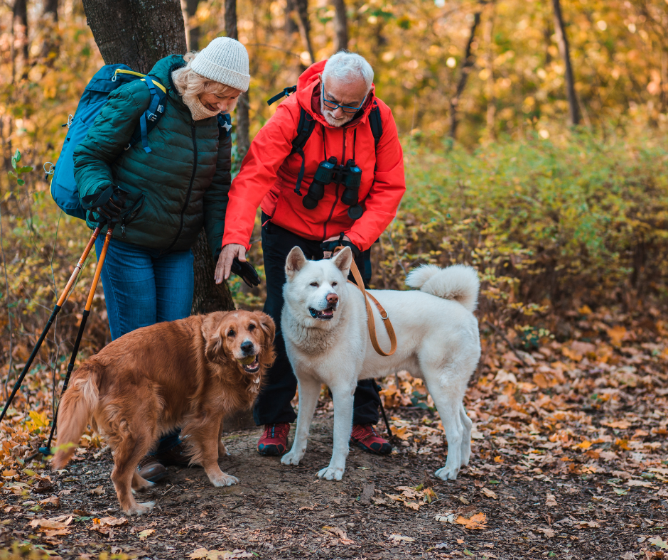 Older couple takeing their dogs for a walk on an autumn day.png